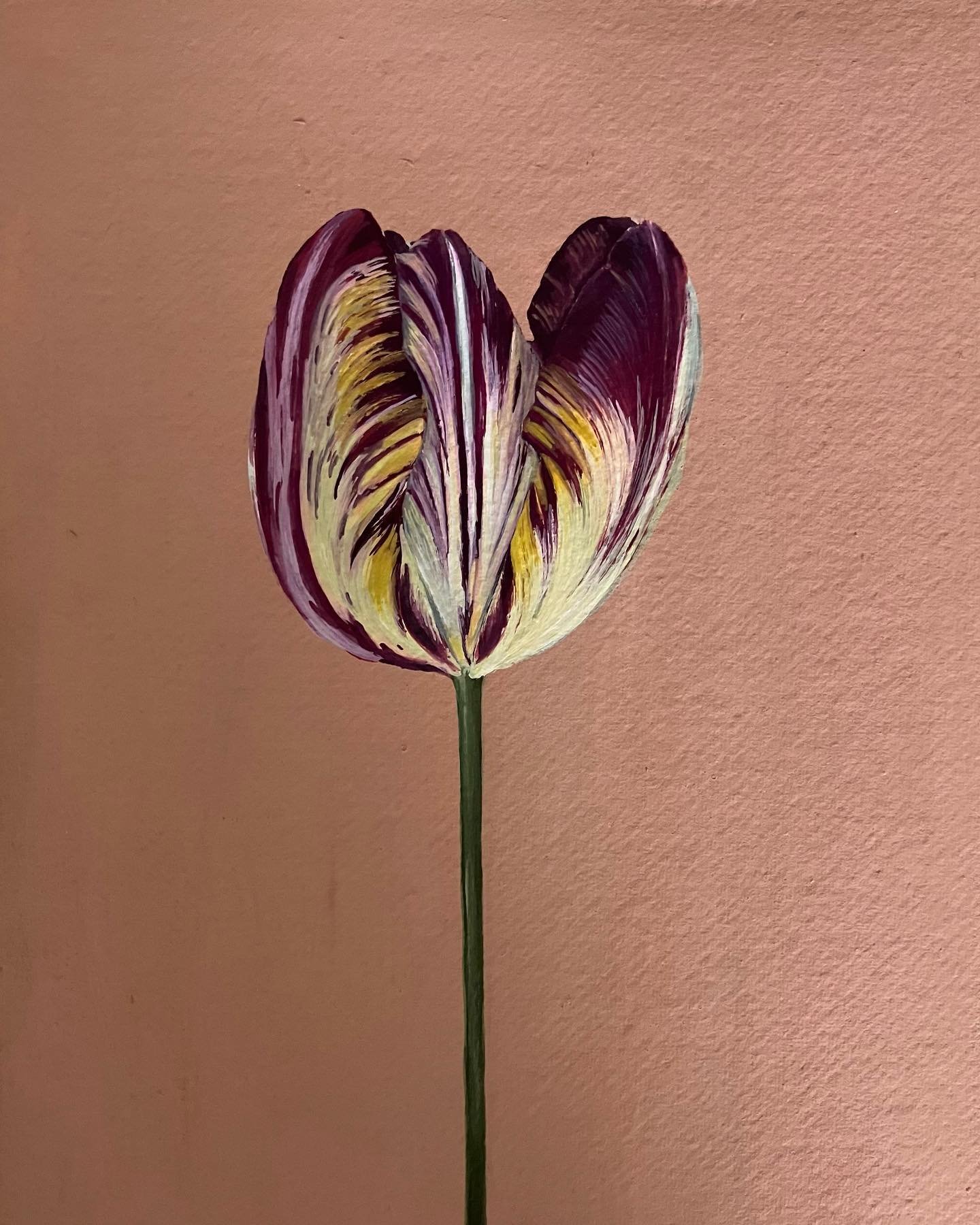 Another historic tulip with all the swirls from @bayntunflowers&rsquo;s beautiful garden.
