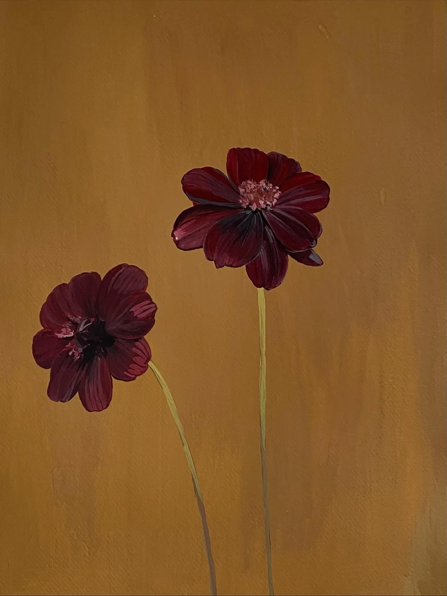 Chocolate cosmos #workinprogress