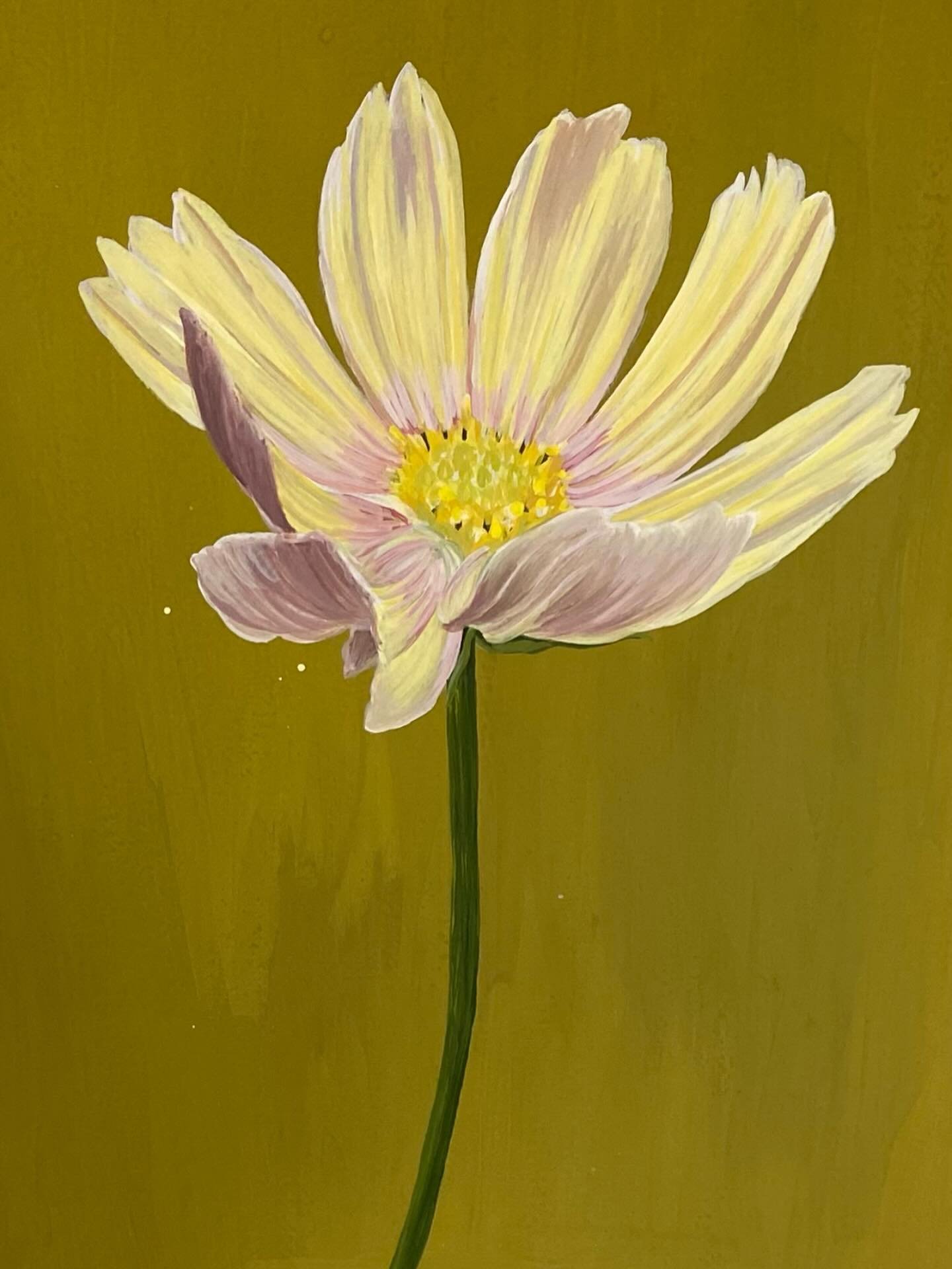 Cosmos #closeup #almostthere