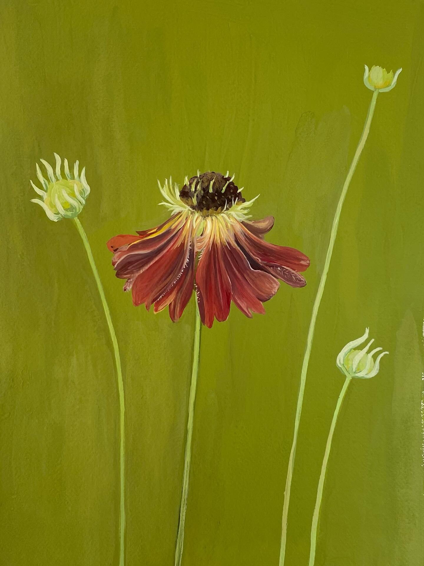 Helenium, also known as sneezeweed. This painting will be part of my collection available to buy on my website tomorrow.