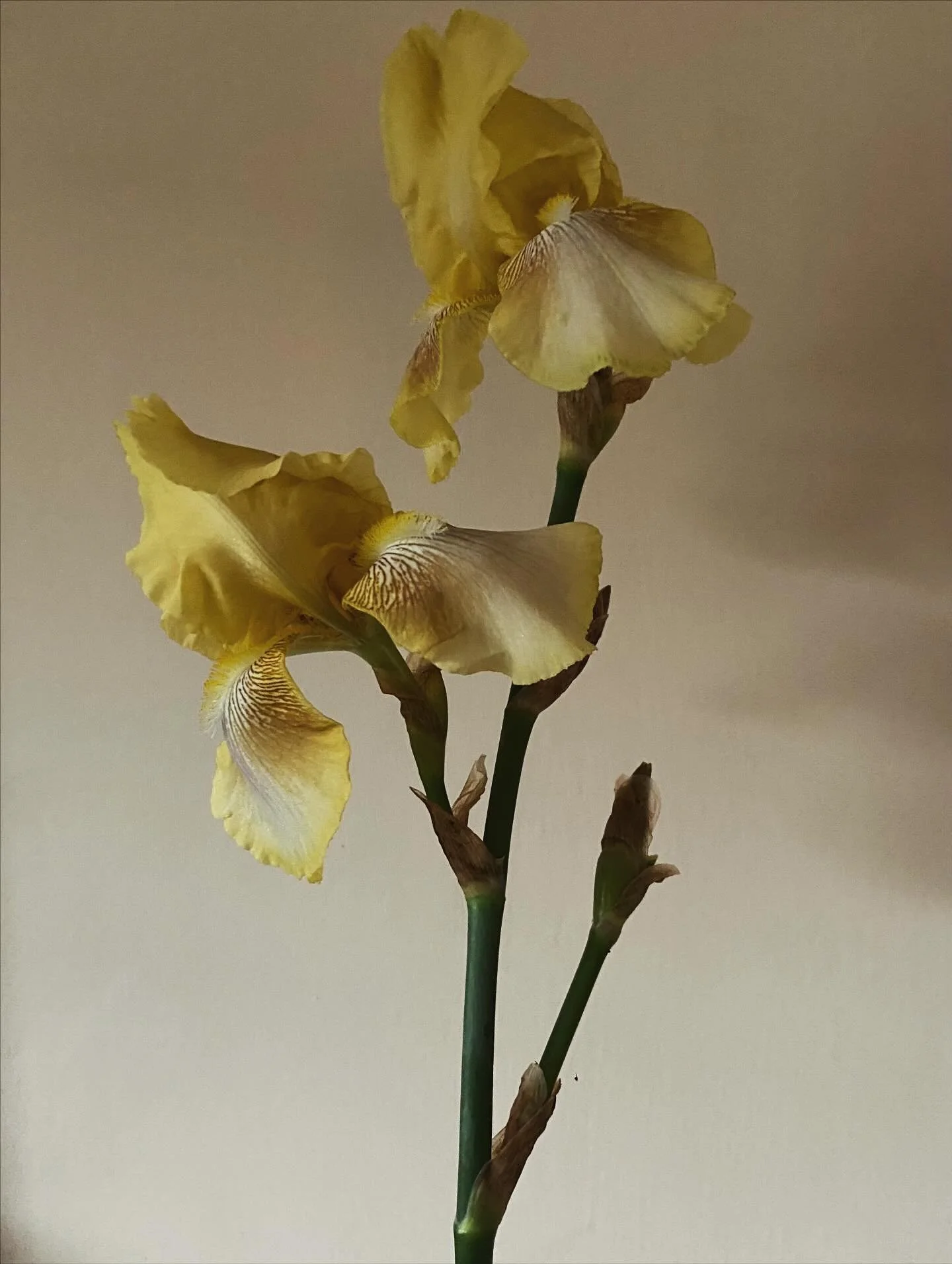 October allotment gift