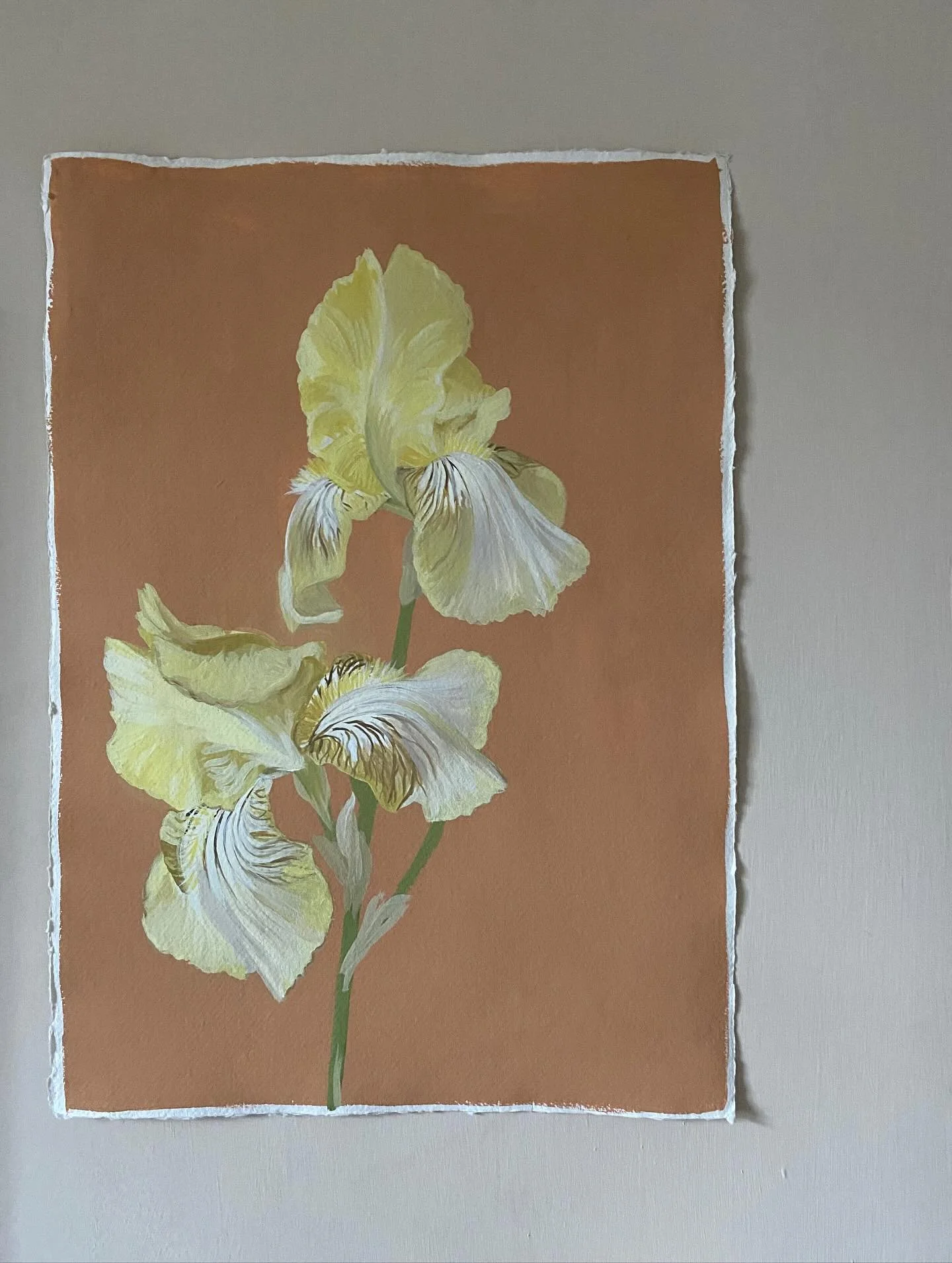 Bearded irises are so exquisite yet so fleeting - I think that is why I love painting them so much
