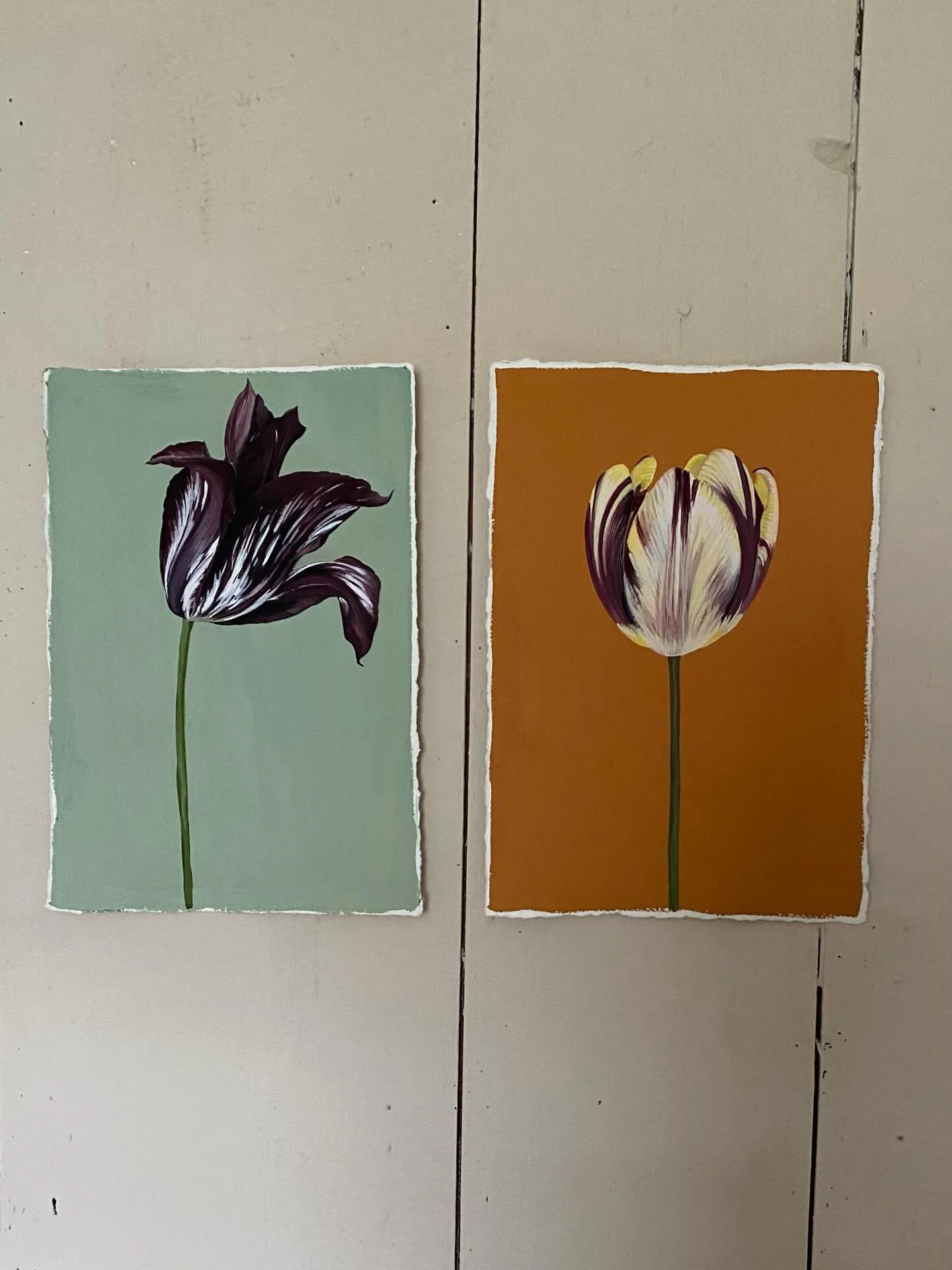 Two tulips from @racheldethame&rsquo;s beautiful walled garden @broadwell.manor. These paintings are now available to buy from my website shop. 

I also have several other new works available, as well as some sale pieces at discounted prices.