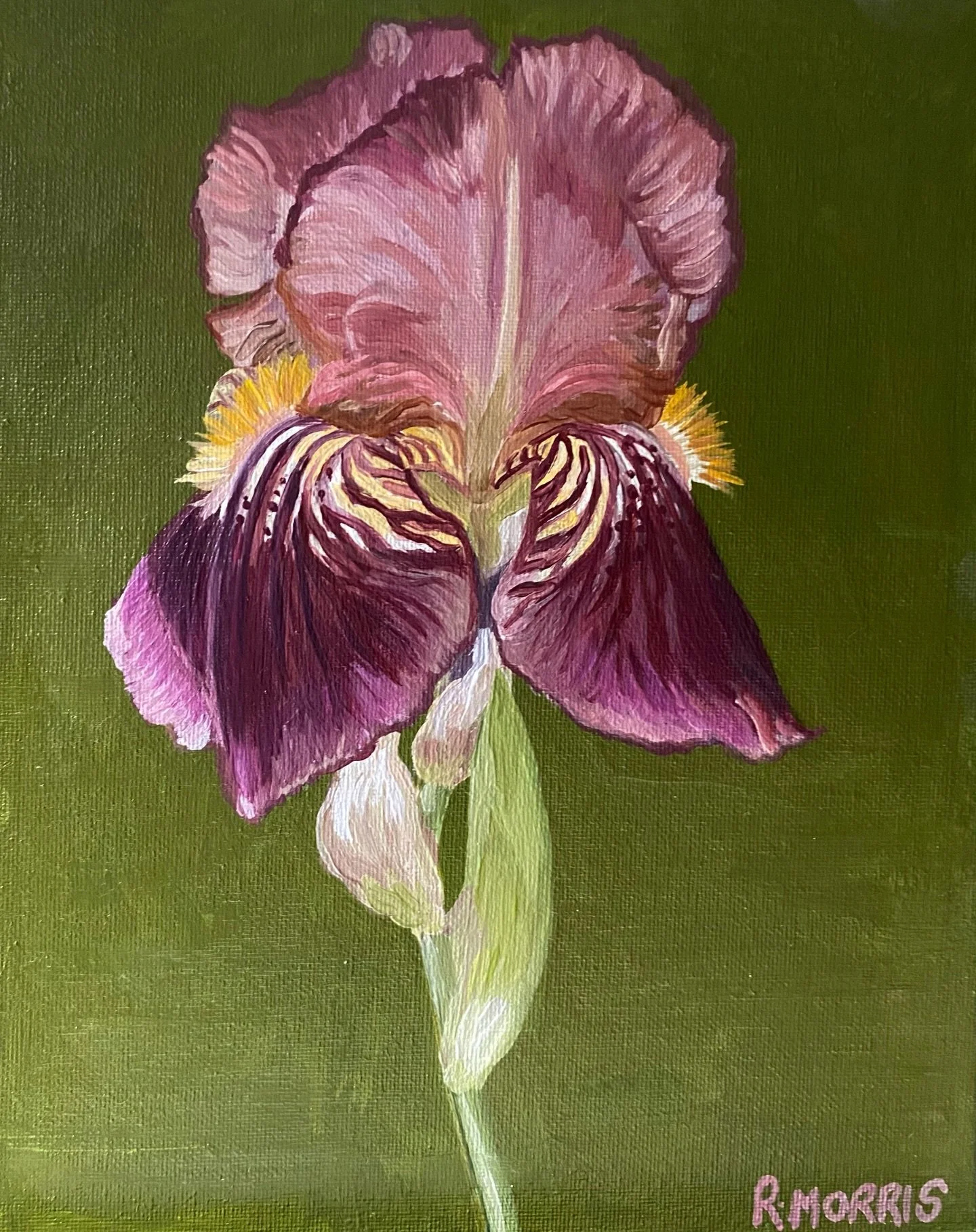 Iris &lsquo;Dauntless&rsquo; oil on board is now available to buy on my website. 

This historic bearded iris dates back to the 1920s and has the most exquisite velvety falls. The red-pink and maroon shades are mesmerising. It&rsquo;s one of my favou