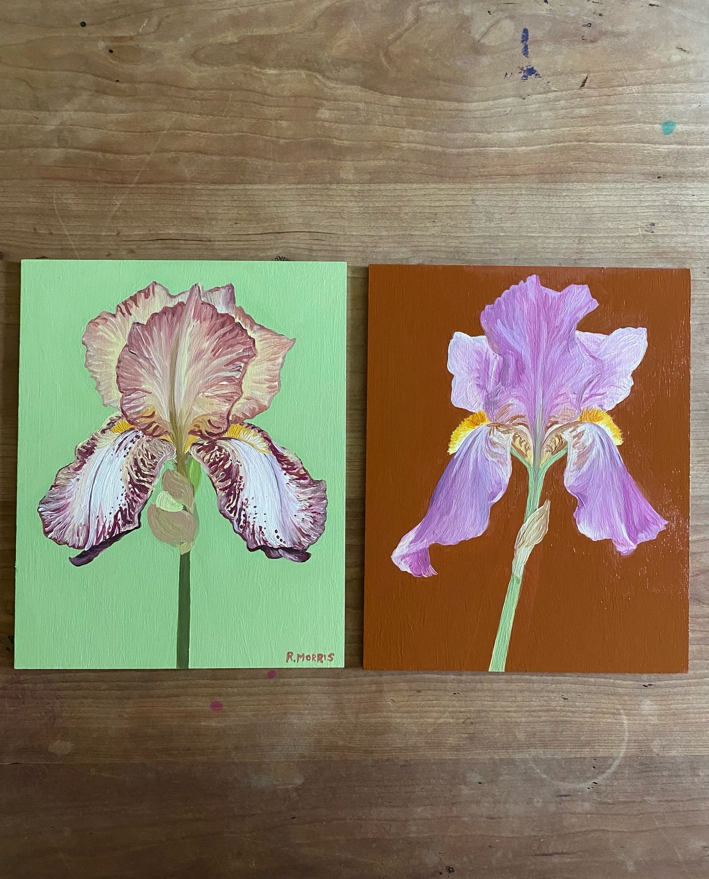 Iris &lsquo;Benton Arundel&rsquo; and &lsquo;Benton Old Madrid&rsquo; oil on panels

10 x 8in. Available soon. 

#bentonirises #historiciris #ihavethisthingforirises