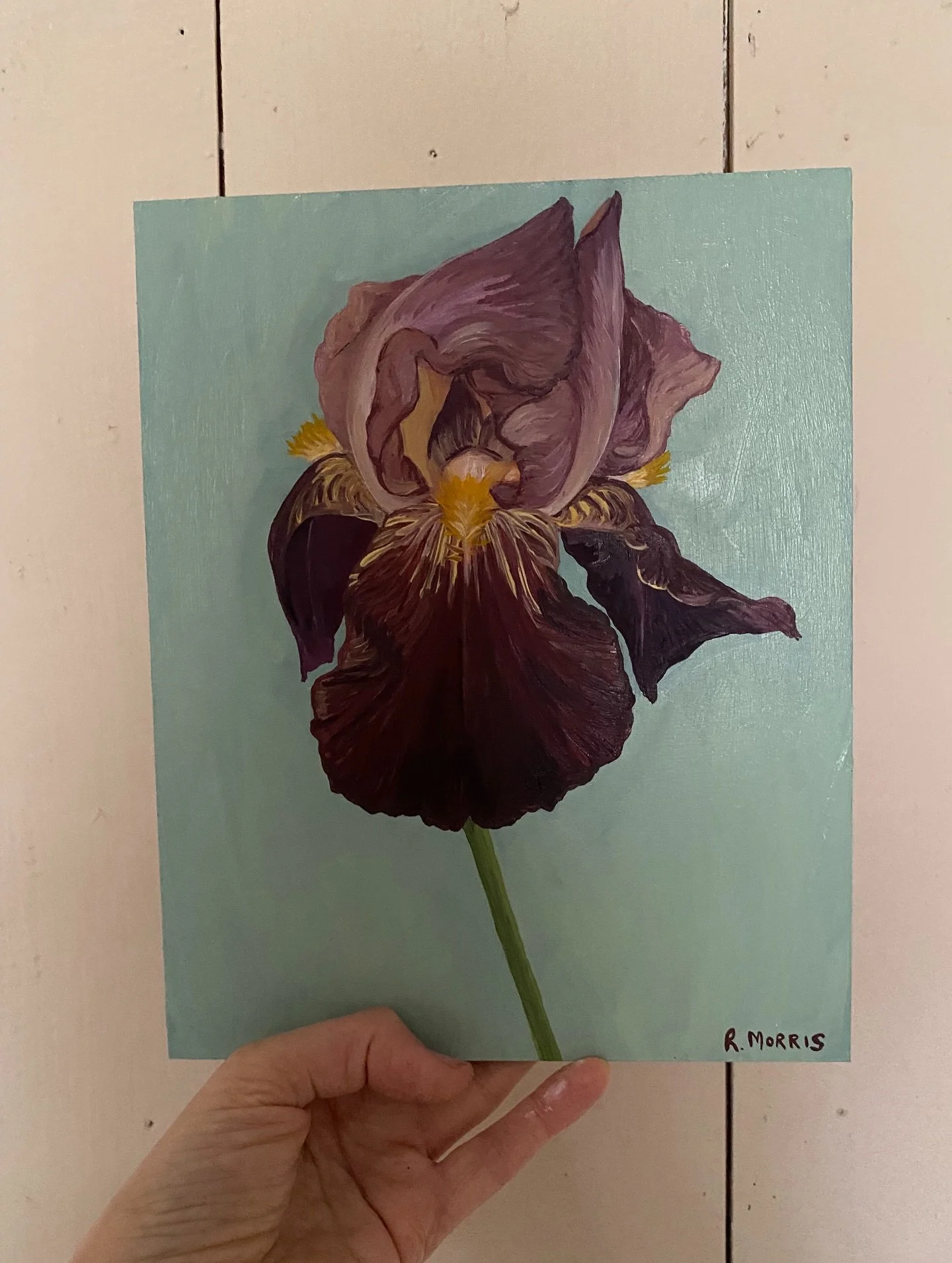 Iris &lsquo;Benton Caramel&rsquo; oil on panel 

10 x 8in

#bentonirises #historiciris #cedricmorrisirises