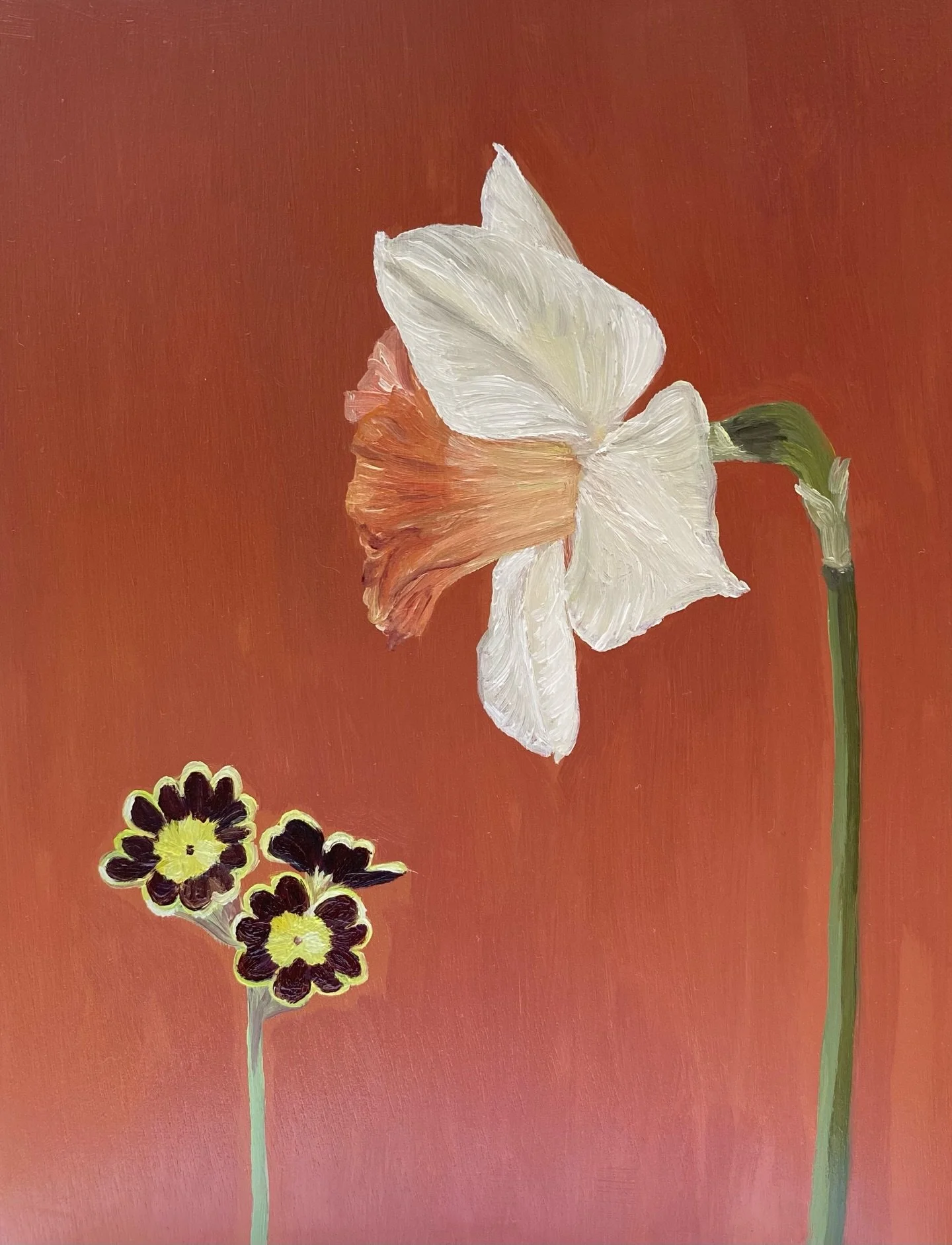 Daffodil and primula