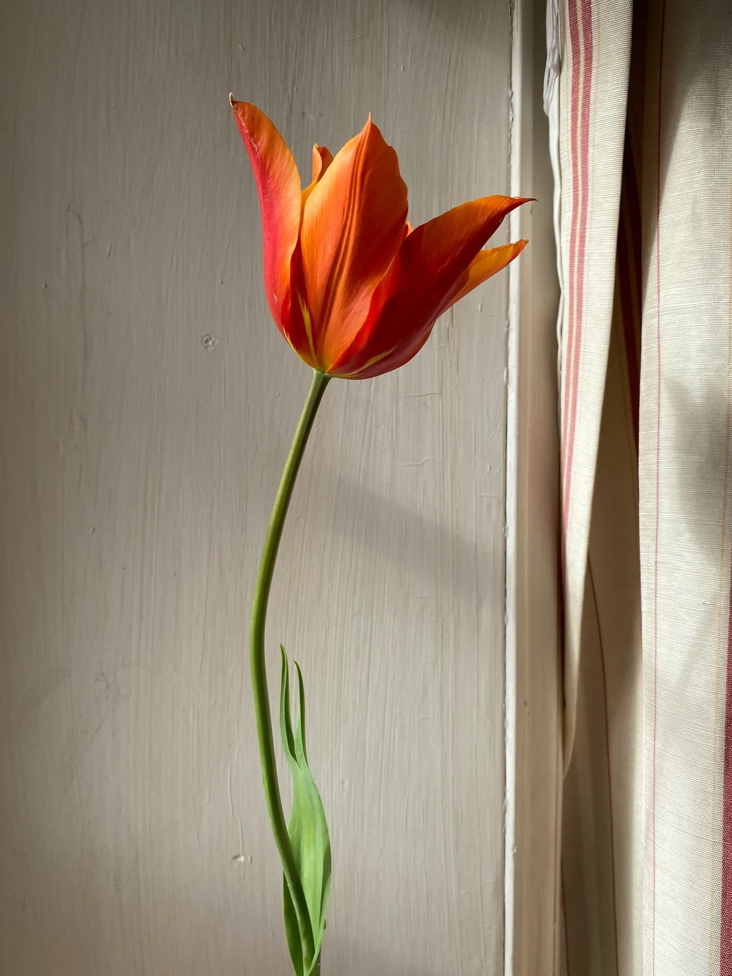 Recently 

Easter, spring flowers, staying on the coast in Cornwall and Dorset