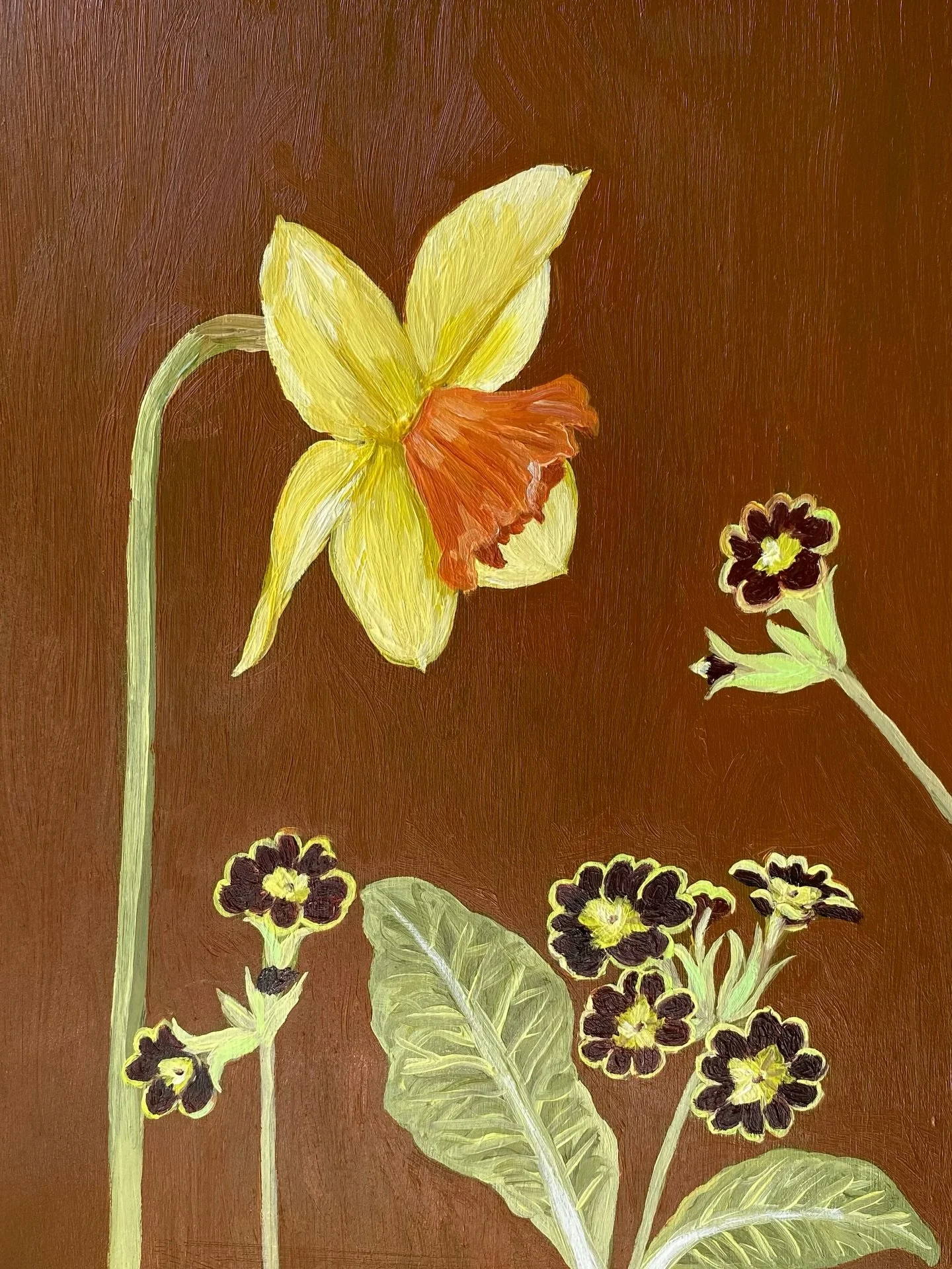Daffodil and primula II