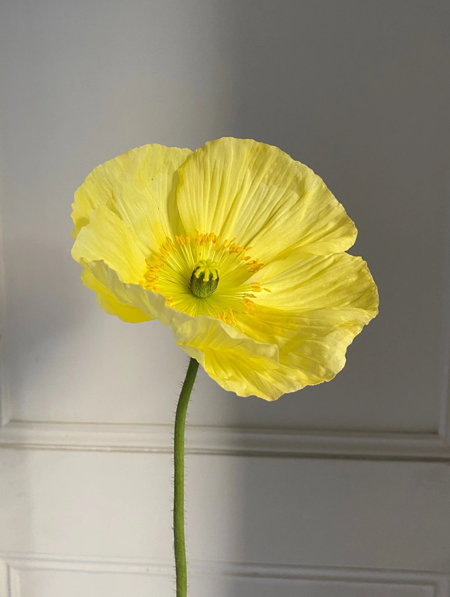 Mesmerised by these beauties from @blackshedflowers