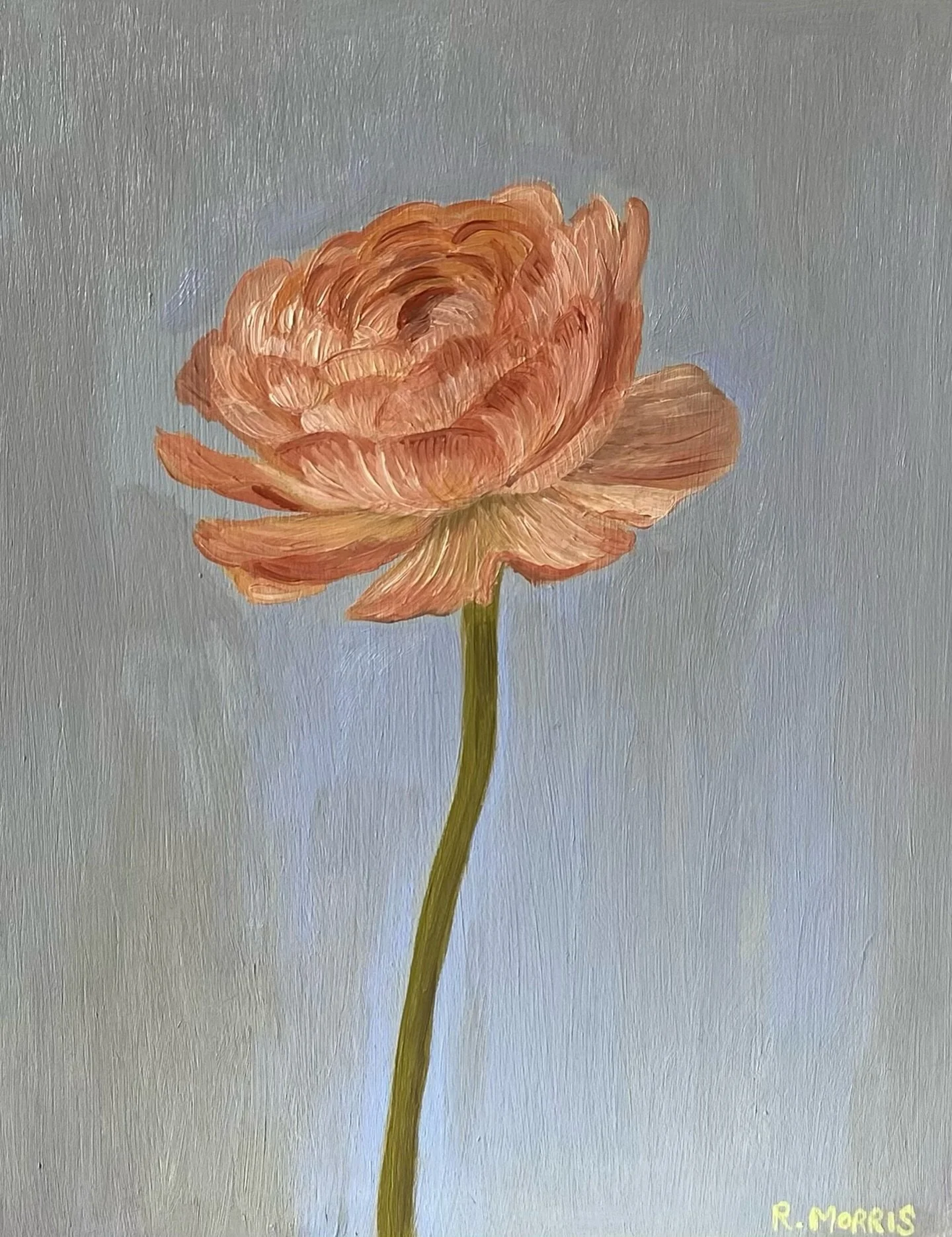 Ranunculus 

Oil on gessoed wooden panel, 10 x 8in. 

I&rsquo;ve added this painting along with a couple of other new pieces to my website shop. See link in bio.