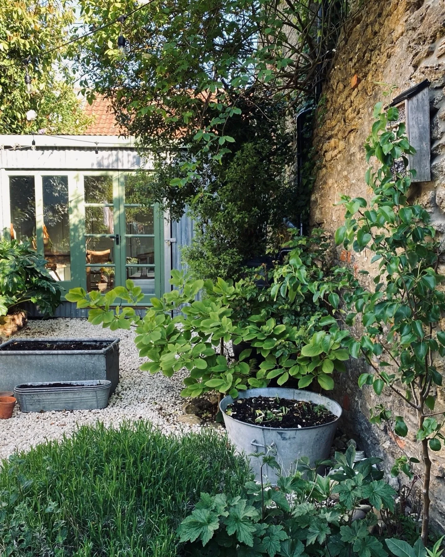 Garden greens 🌿 (and newly seeded planters)