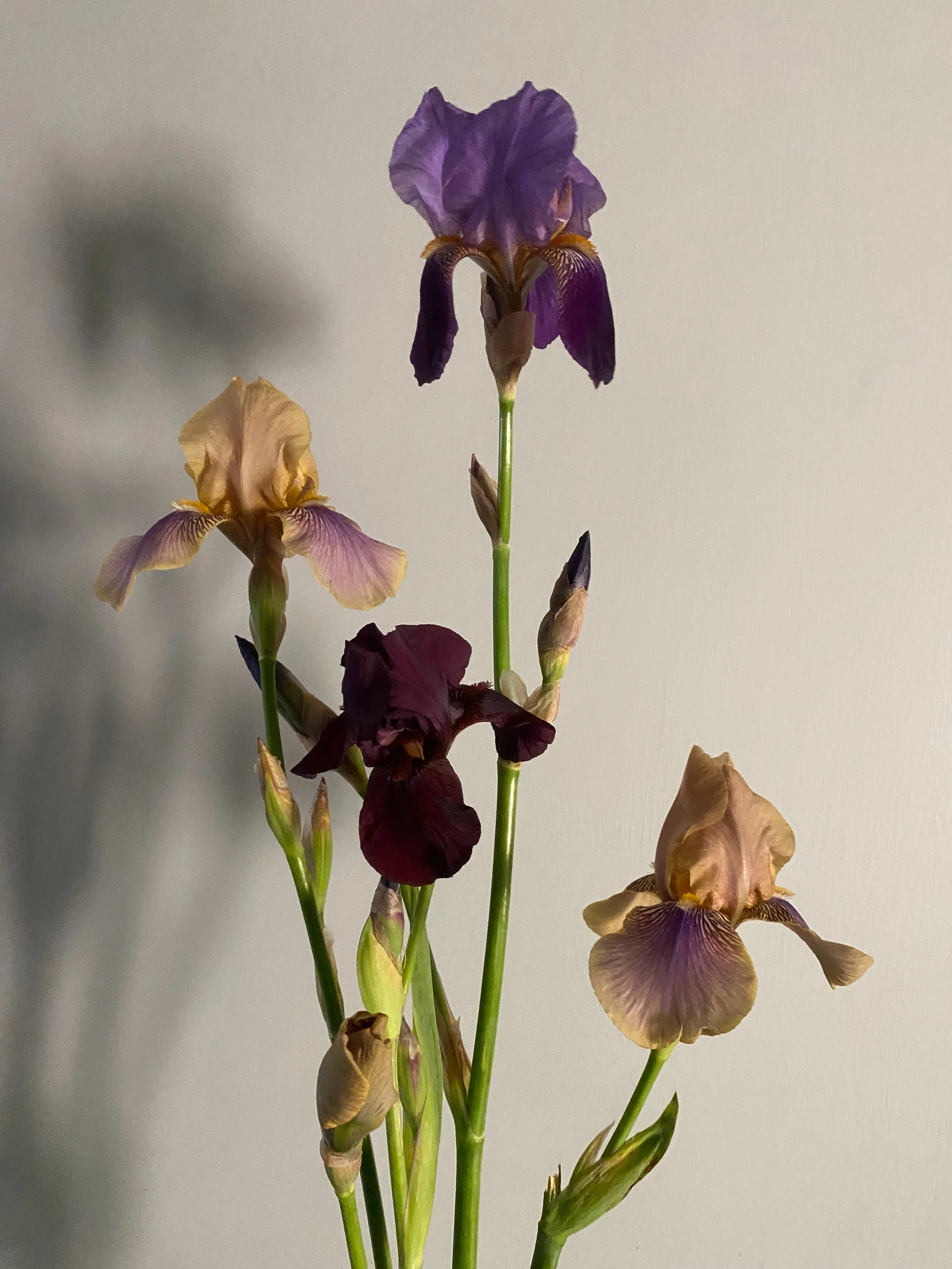 More iris appreciation