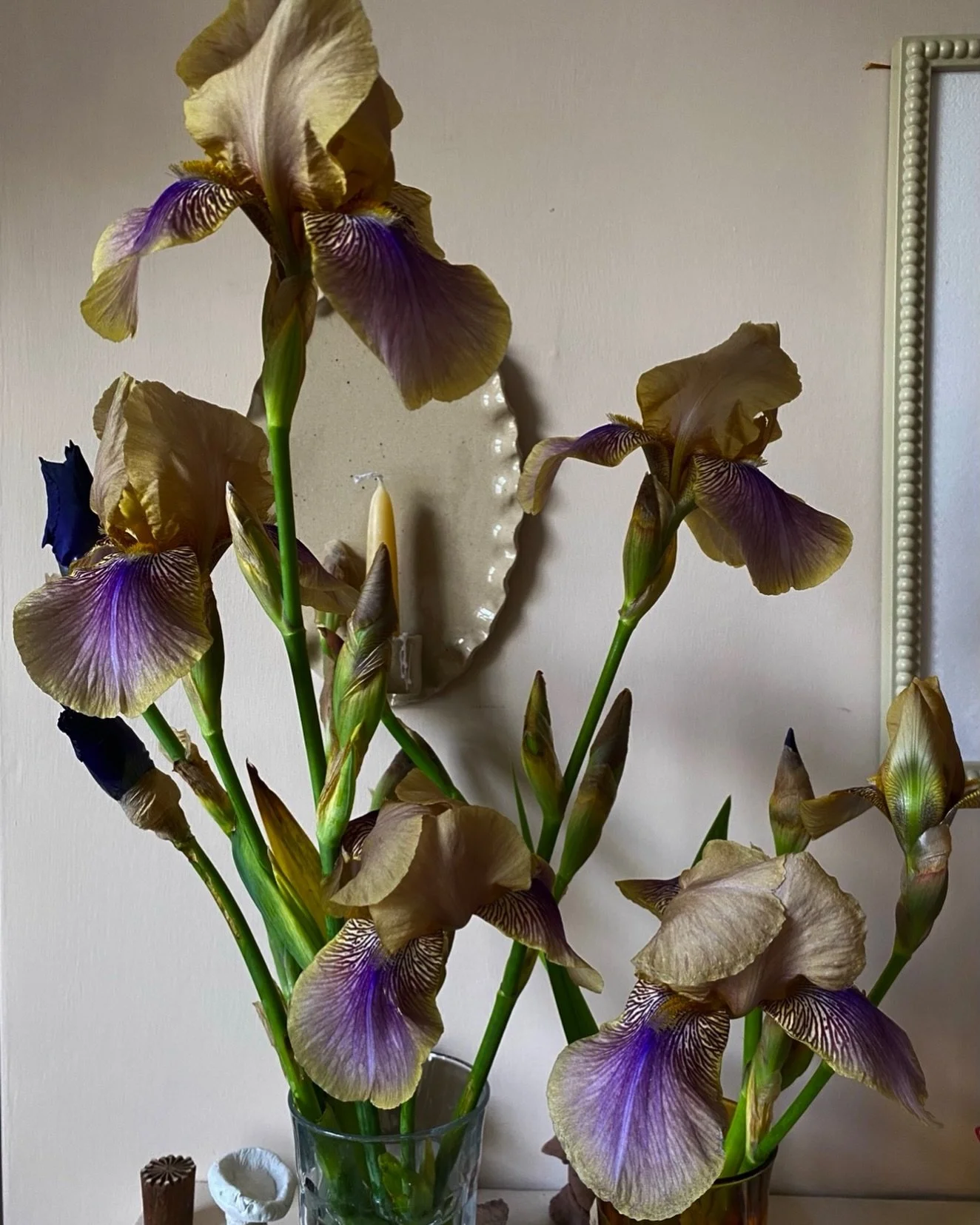 The extraordinary colours of iris &lsquo;Benton Olive&rsquo; dazzle me every year