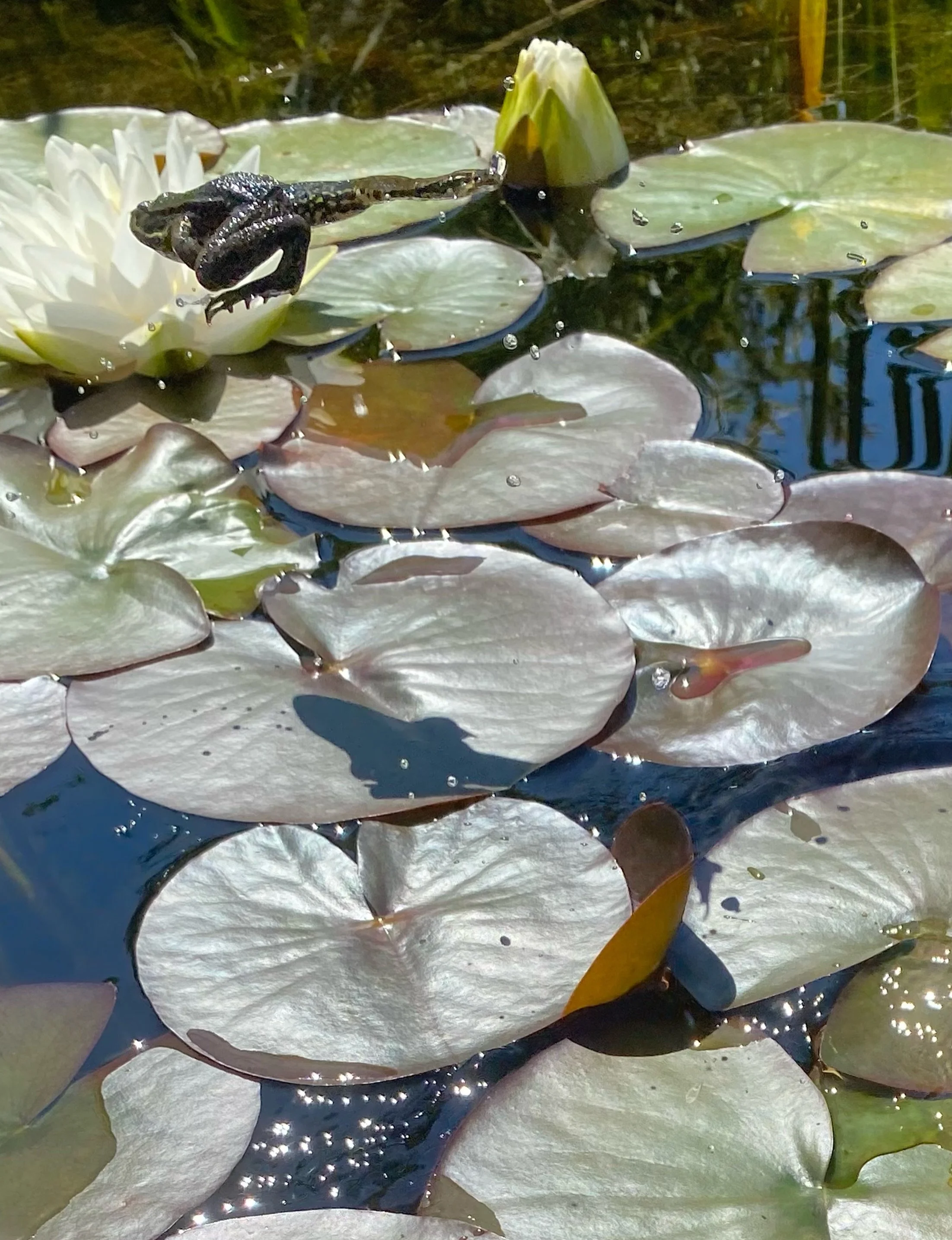 Glimpses of a French trip. Many frogs, lizards, some snakes (that got too close), rivers, chateaux, gardens, pool dips, ice creams, caves. Rounded off with brass band brilliance.