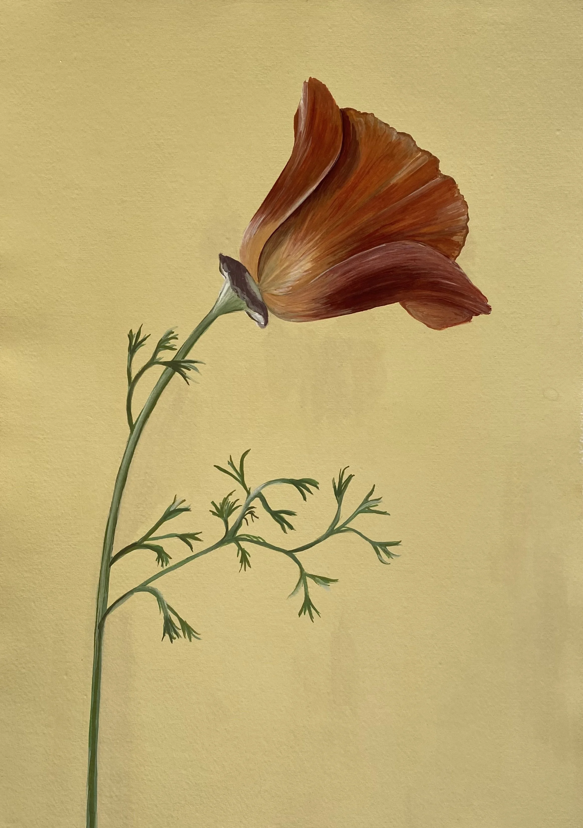 california poppy.jpg