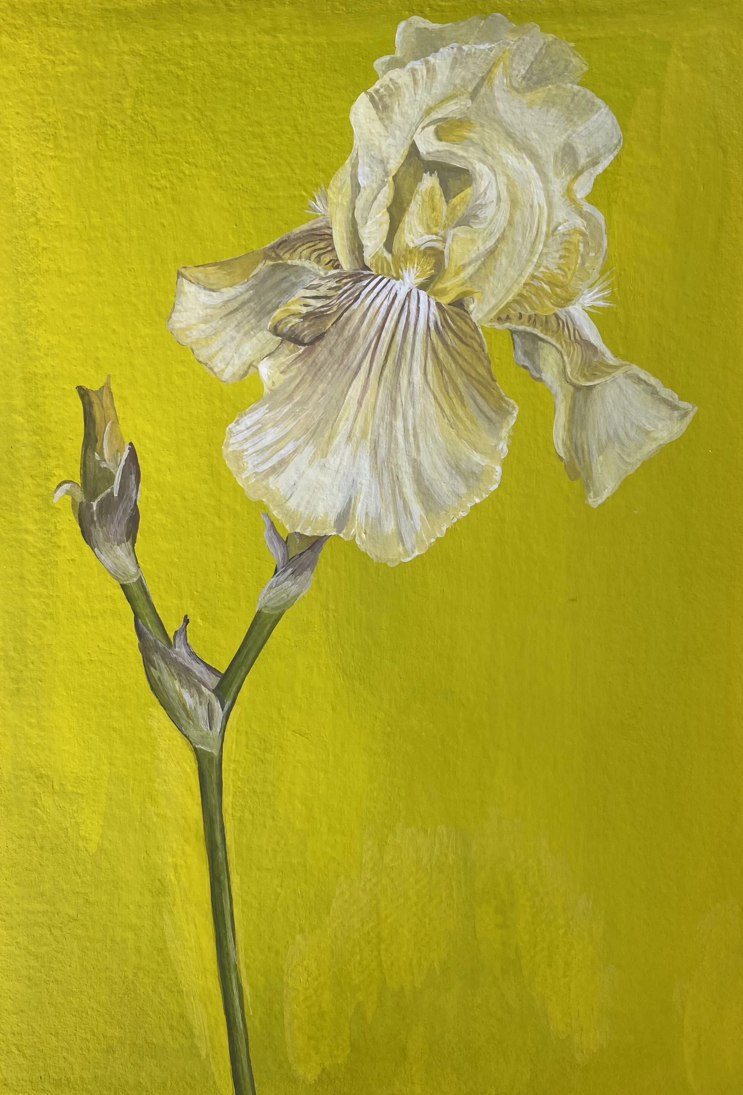 yellow-iris.jpg