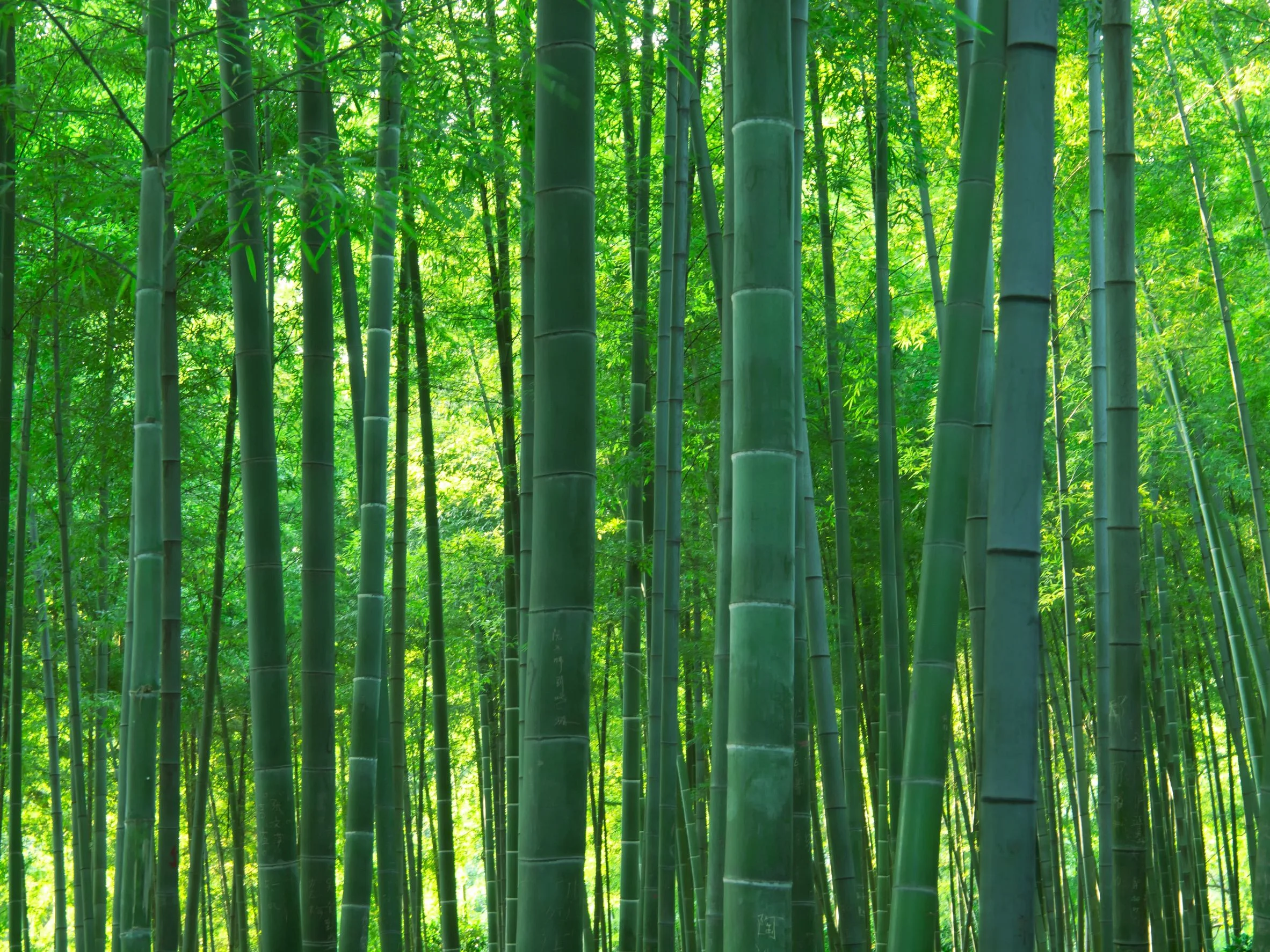Bamboo.jpg