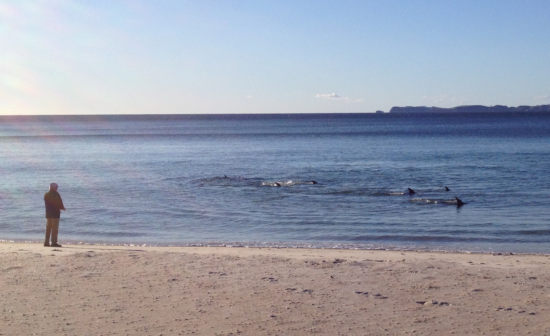 Our activities group stopped off at Otama when they saw this pod of dolphins playing around very close to the beach. Perhaps they were feeding, they were right there for about an hour.