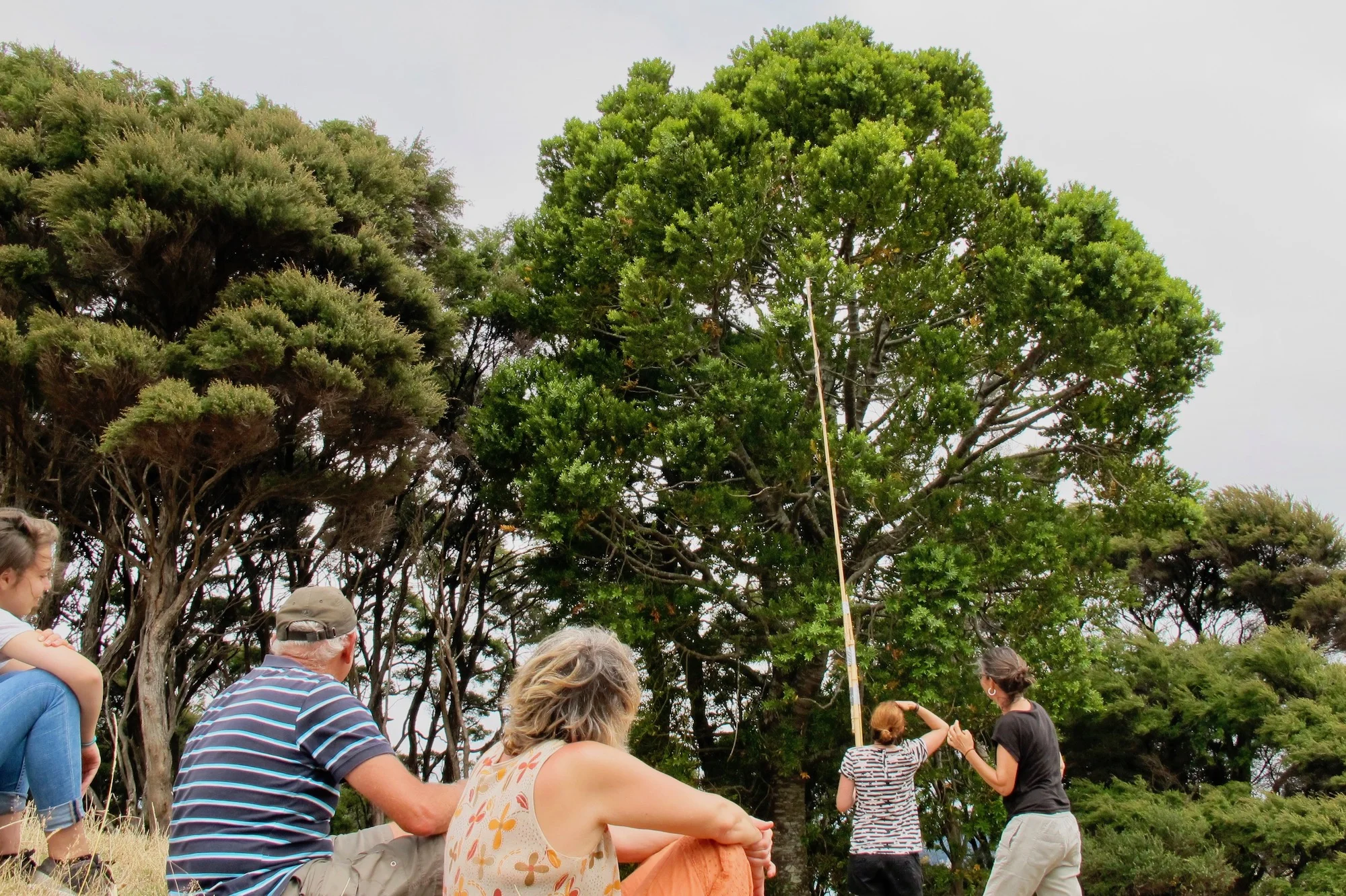 Kauri Cone Picking 2017.02.jpg