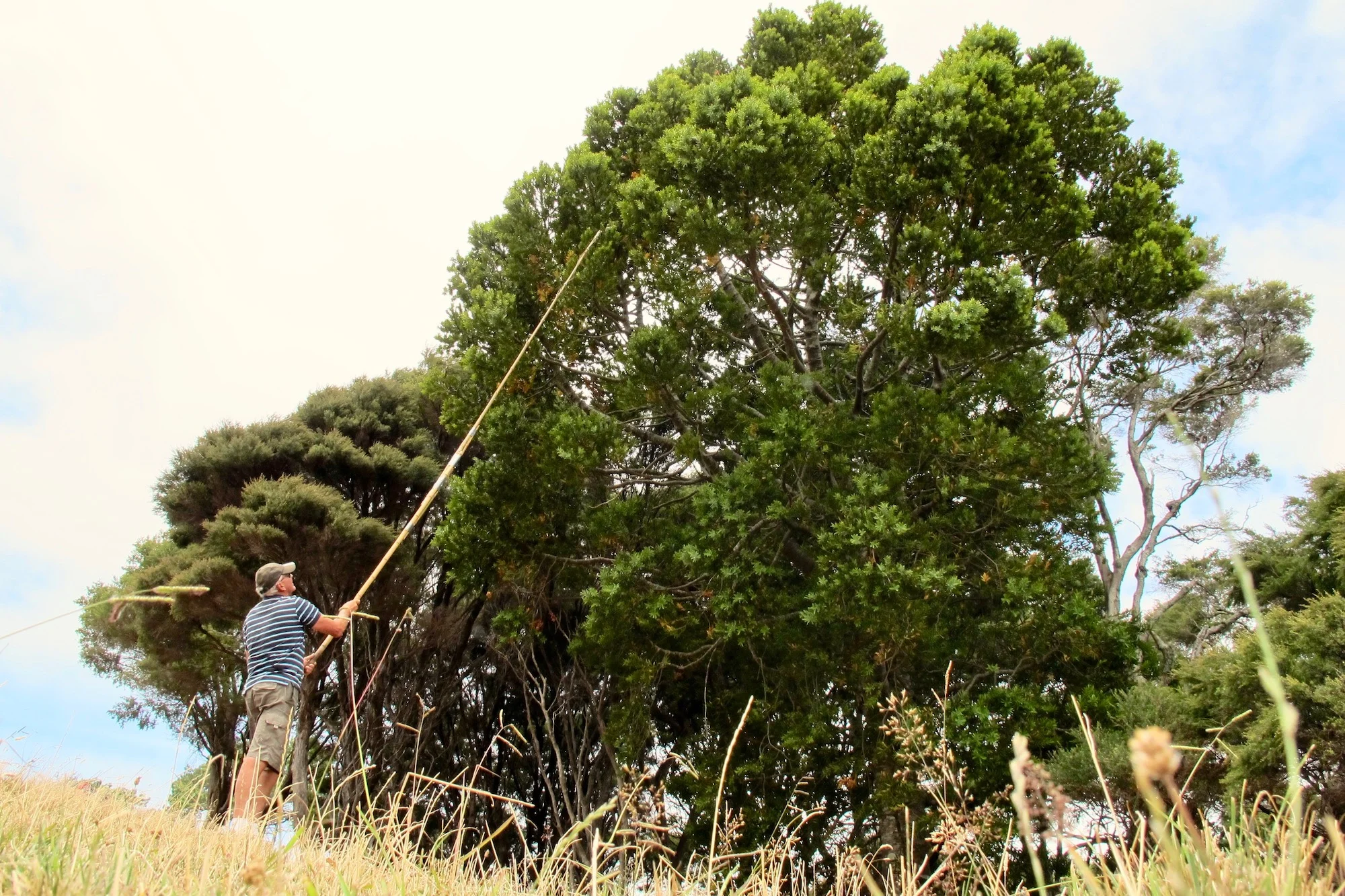 Kauri Picking.jpg