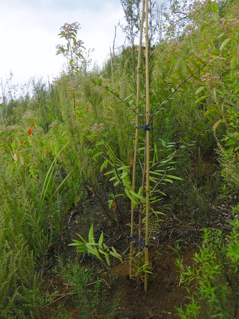 fire site 8.jpg