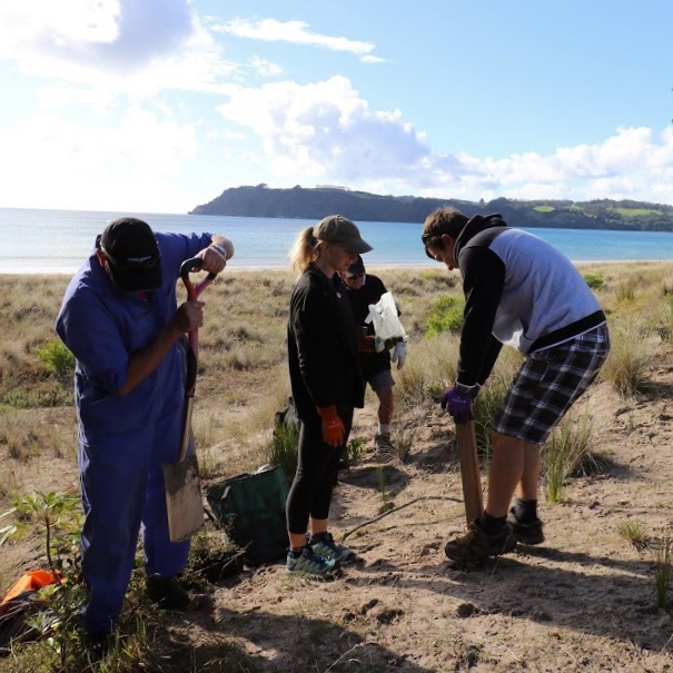 Volunteers planting our plants at Cook’s Beach