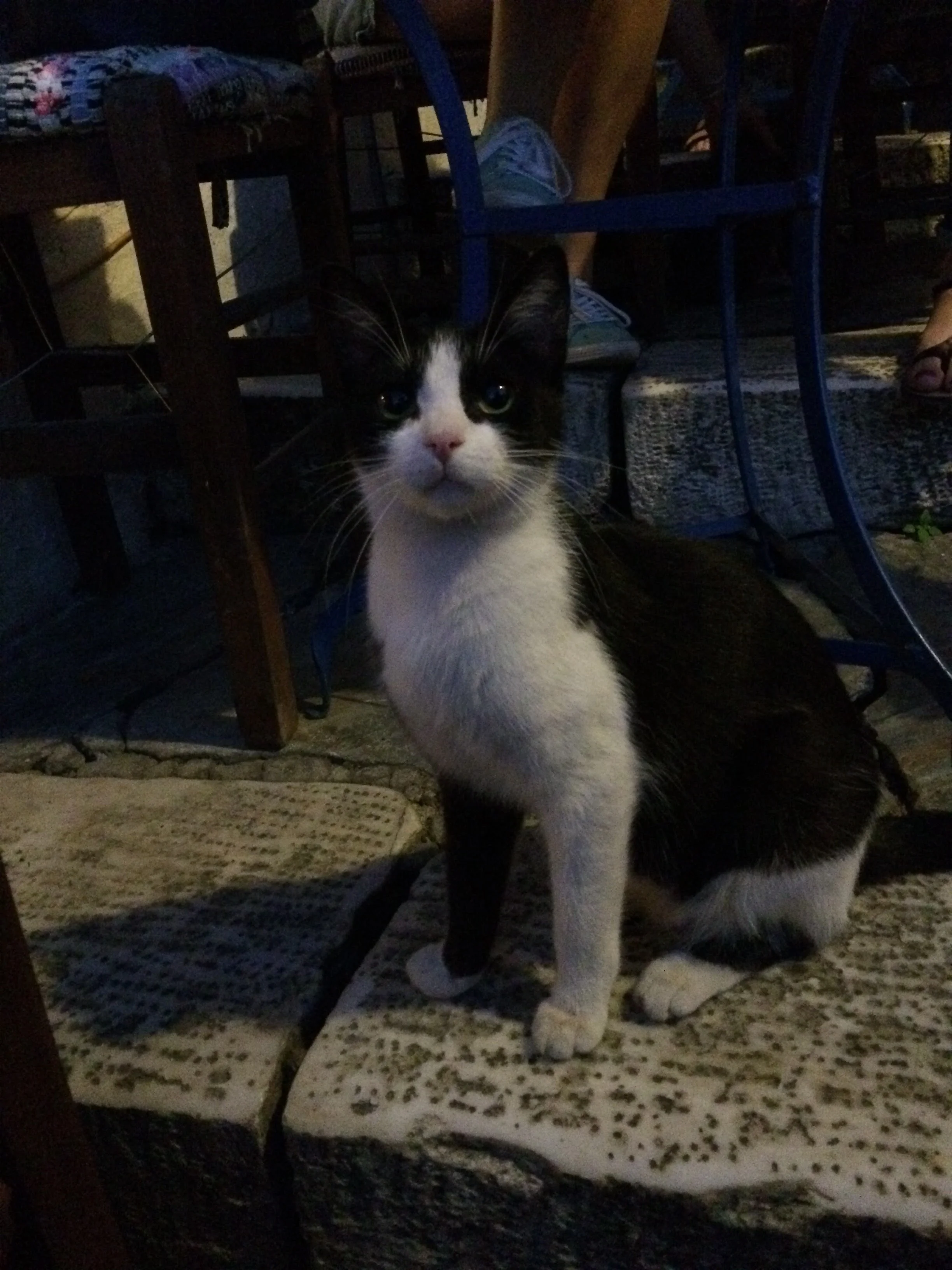 A useless feral cat