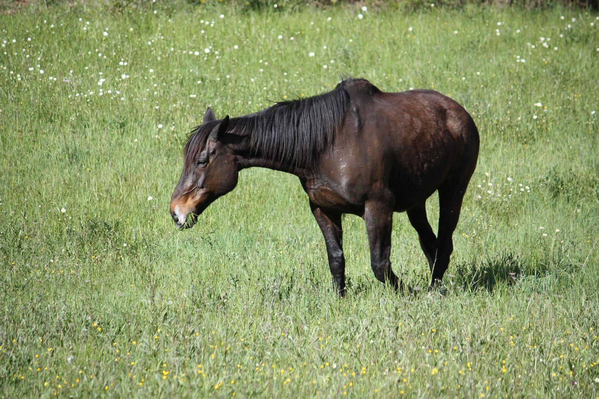 Johnny with a mouthful of grass.jpg