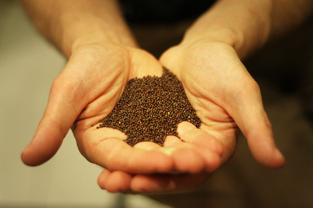 Mustard seed, Moominmolly on Flickr .