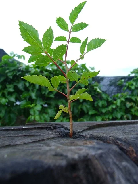 life-590751_640.jpg
