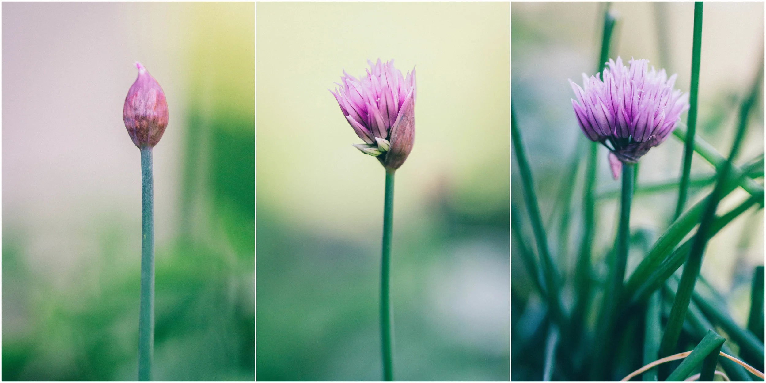 chives.jpg