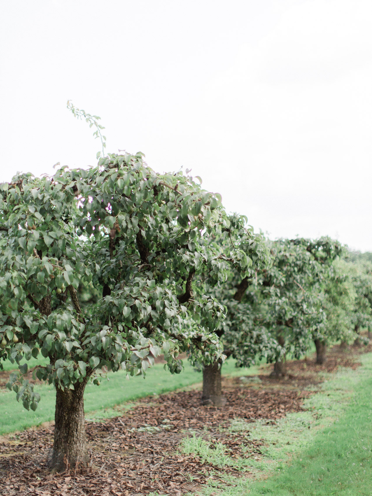 Corynn_Fowler_Photography_Toronto_Collingwood_Wedding_Photographer_candid_Natural_outdoor_Wedding_Relaxed_Niagara_Wedding5.jpg