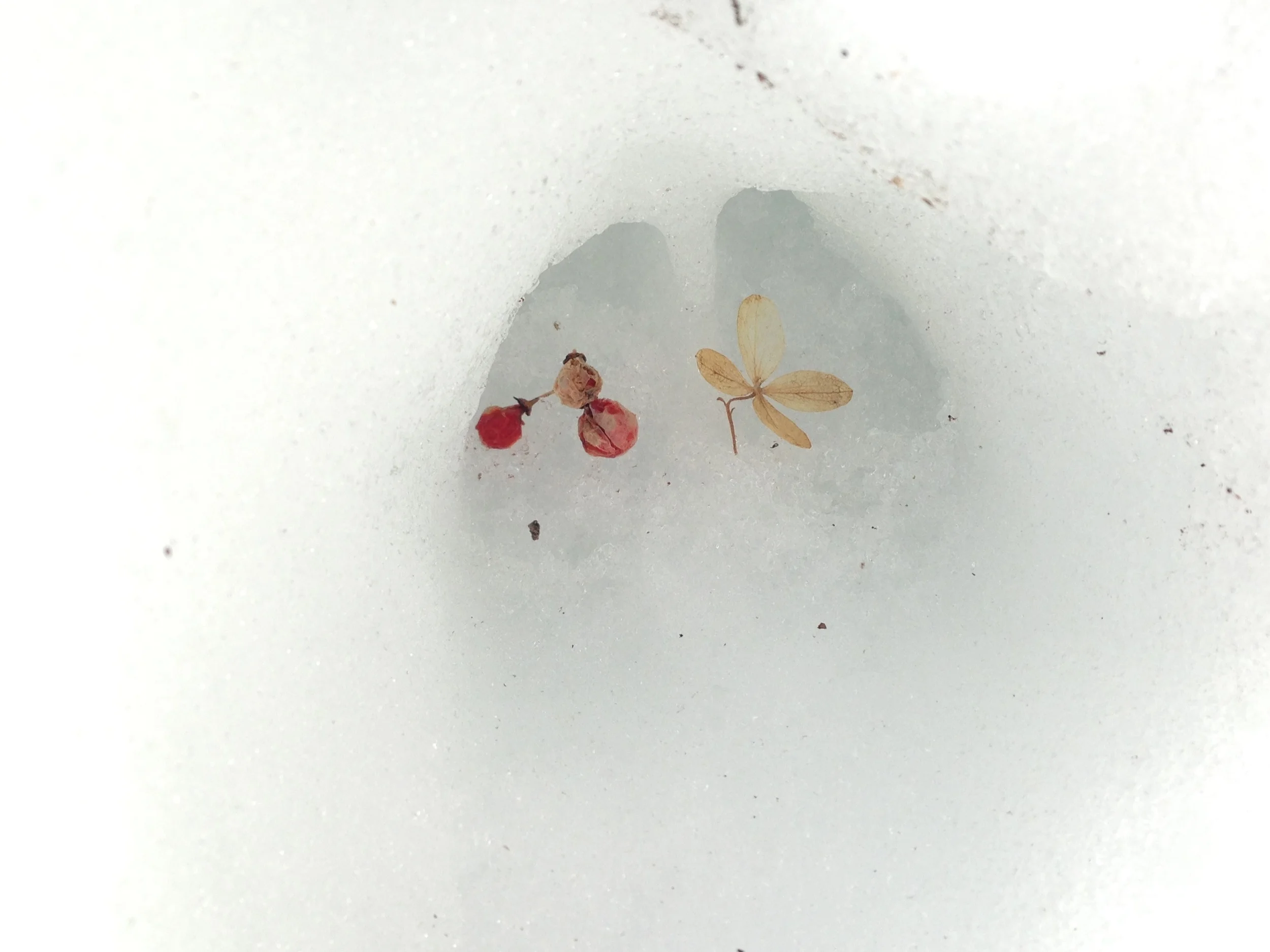 Deer were absent from our part of the forest for about 8 weeks when the snows became too deep. This track appeared on March 12th, followed a few days later by the reappearance of turkey and raccoon.