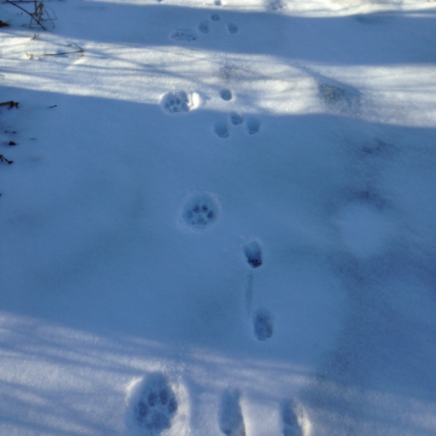 Fresh bobcat tracks intersect an older cottontail trail beside the horse paddocks. T he rabbit was traveling toward the viewer. These tracks belong to the larger of two bobcats who share these woods and fields and sometimes travel together.