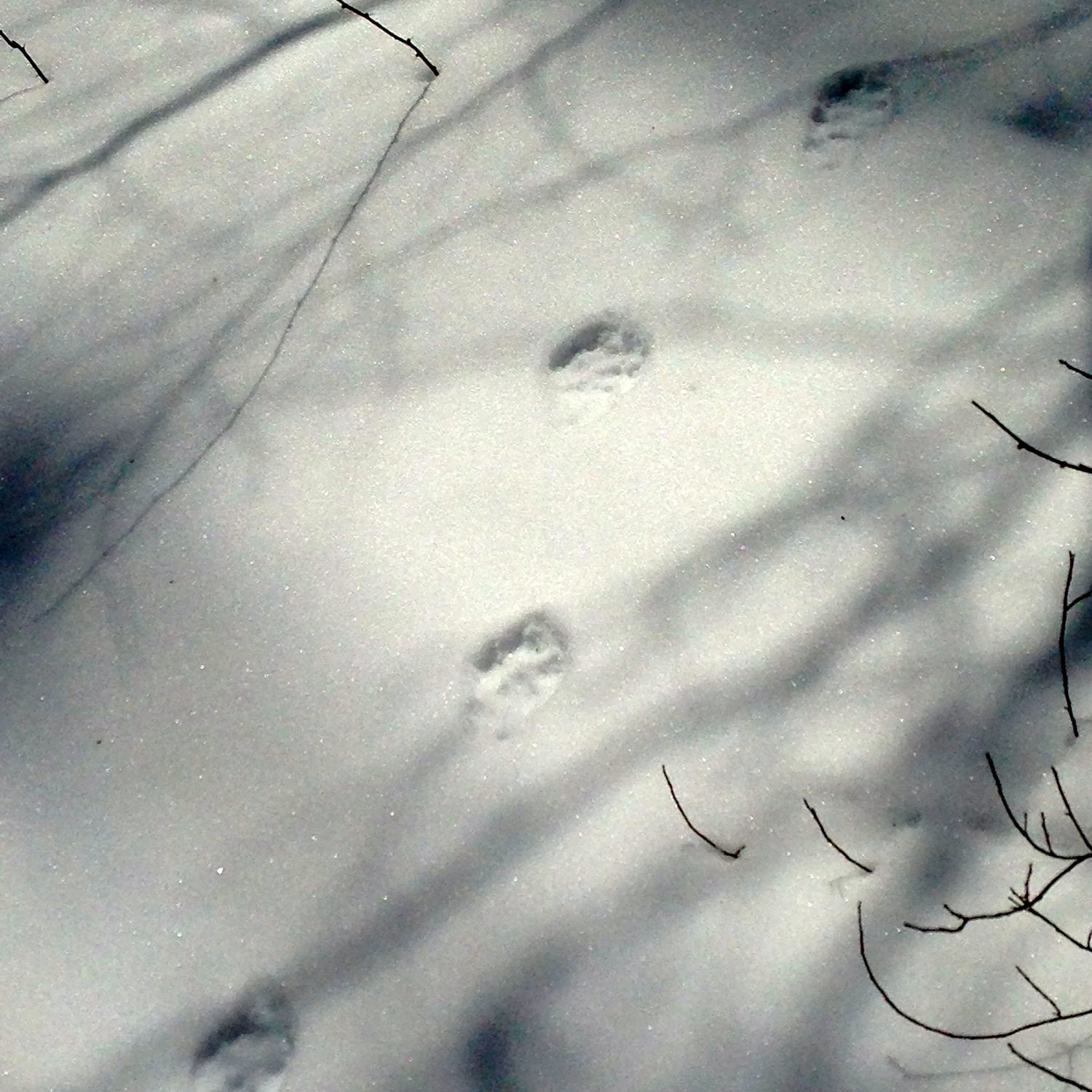 Canine, most likely a coyote. The coyotes are as active as the bobcats all winter and sometimes travel in groups. I've seen the bobcat a handful of times, but the coyotes remain elusive.