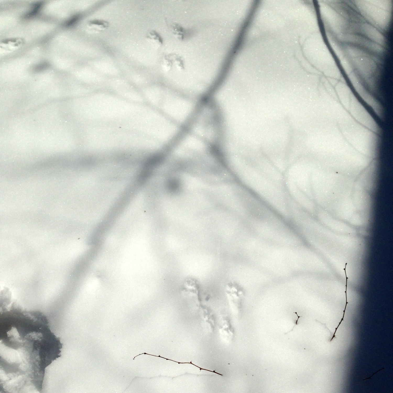 Bounding track of a squirrel, travelling away from the viewer. Smaller front feet are followed by the larger back feet. Their tracks resemble rabbit, but the squirrel's front feet usually land relatively parallel, while the rabbit's front feet typically fall with one in front of the other (see this cottontail pattern in the first photo above).