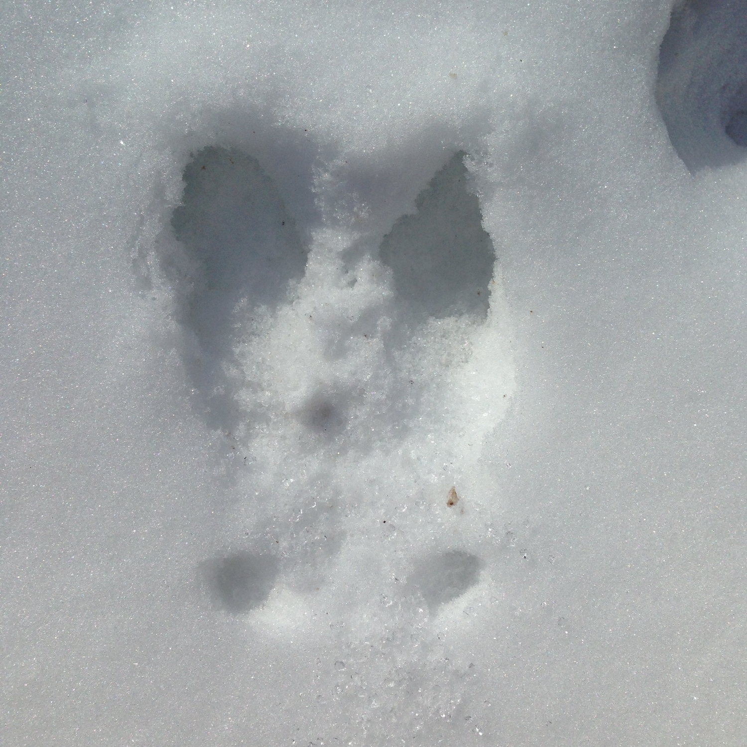 Splayed deer track showing dew claws (deer is traveling away from the viewer)