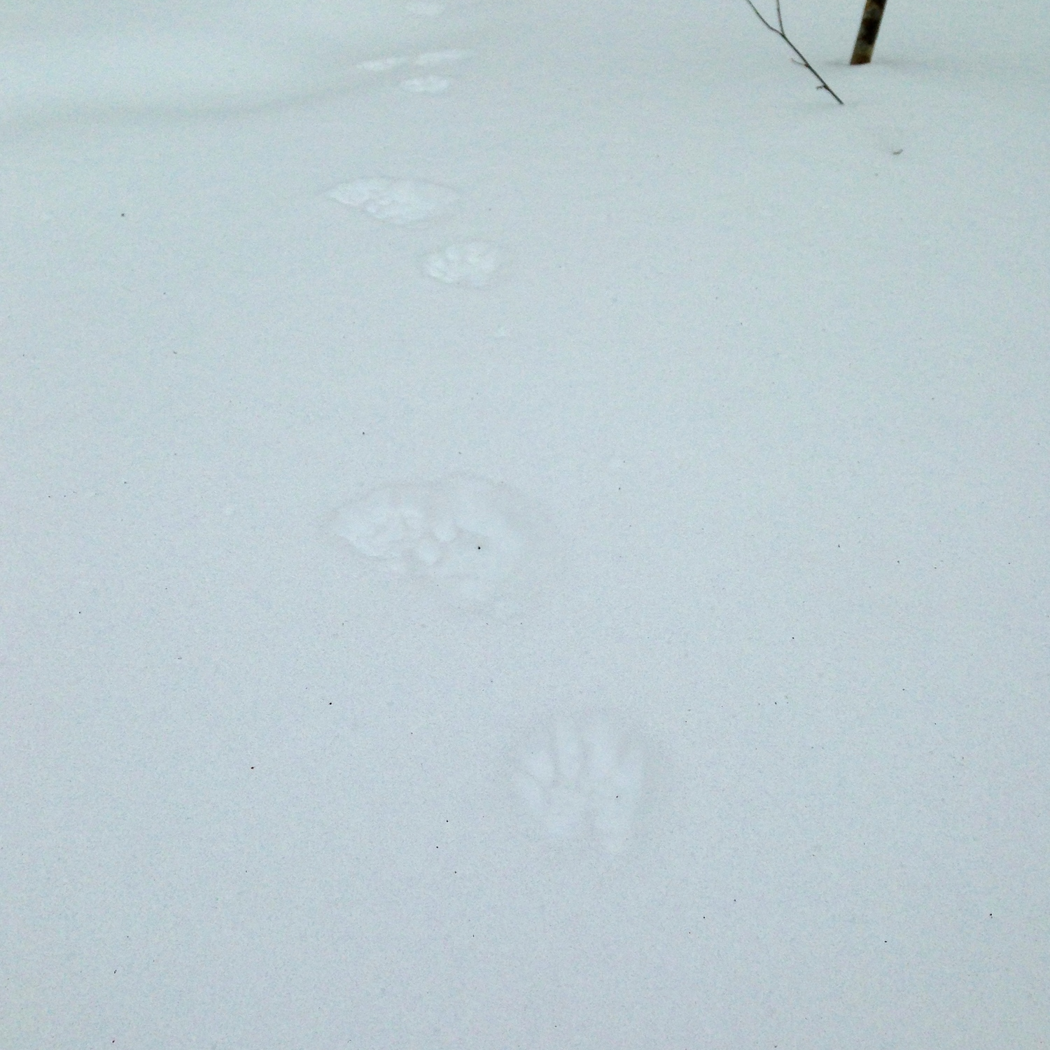 Racoon makes his reappearance. Spring is coming!