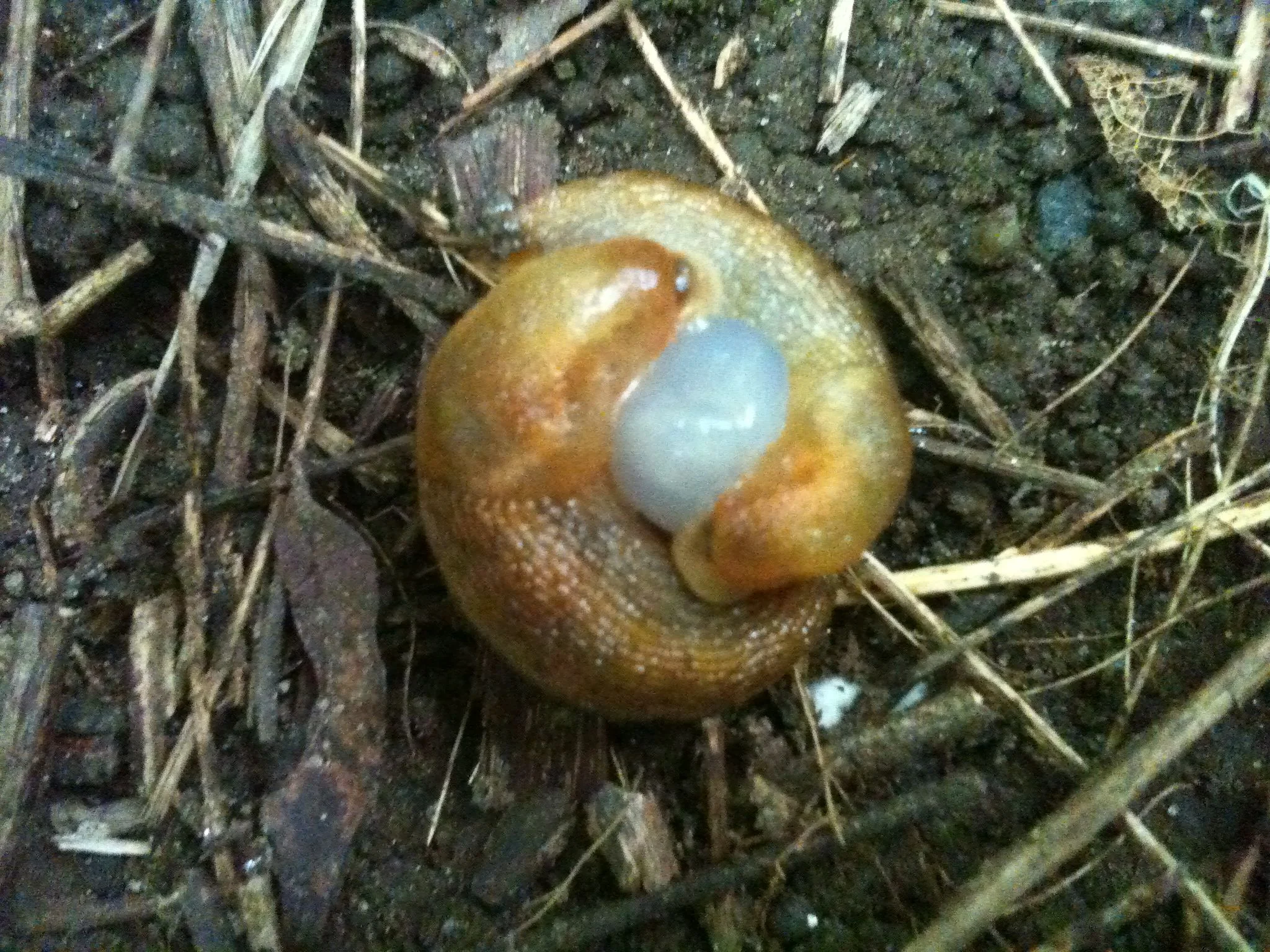 Mating slugs - they are hermaphrodites and the white part is the reproductive organs of both, stuck together. These slugs will lay about 30 eggs a month from now.