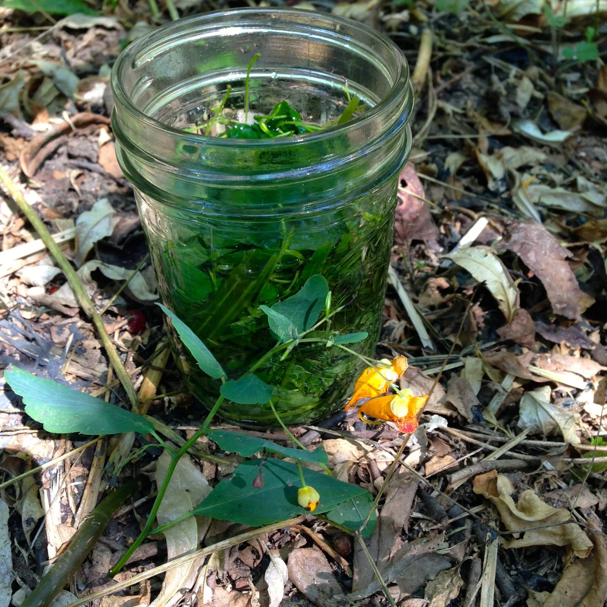 Jewelweed tincture. After 3 weeks we will remove the leaves and use it to soothe skin irritations.