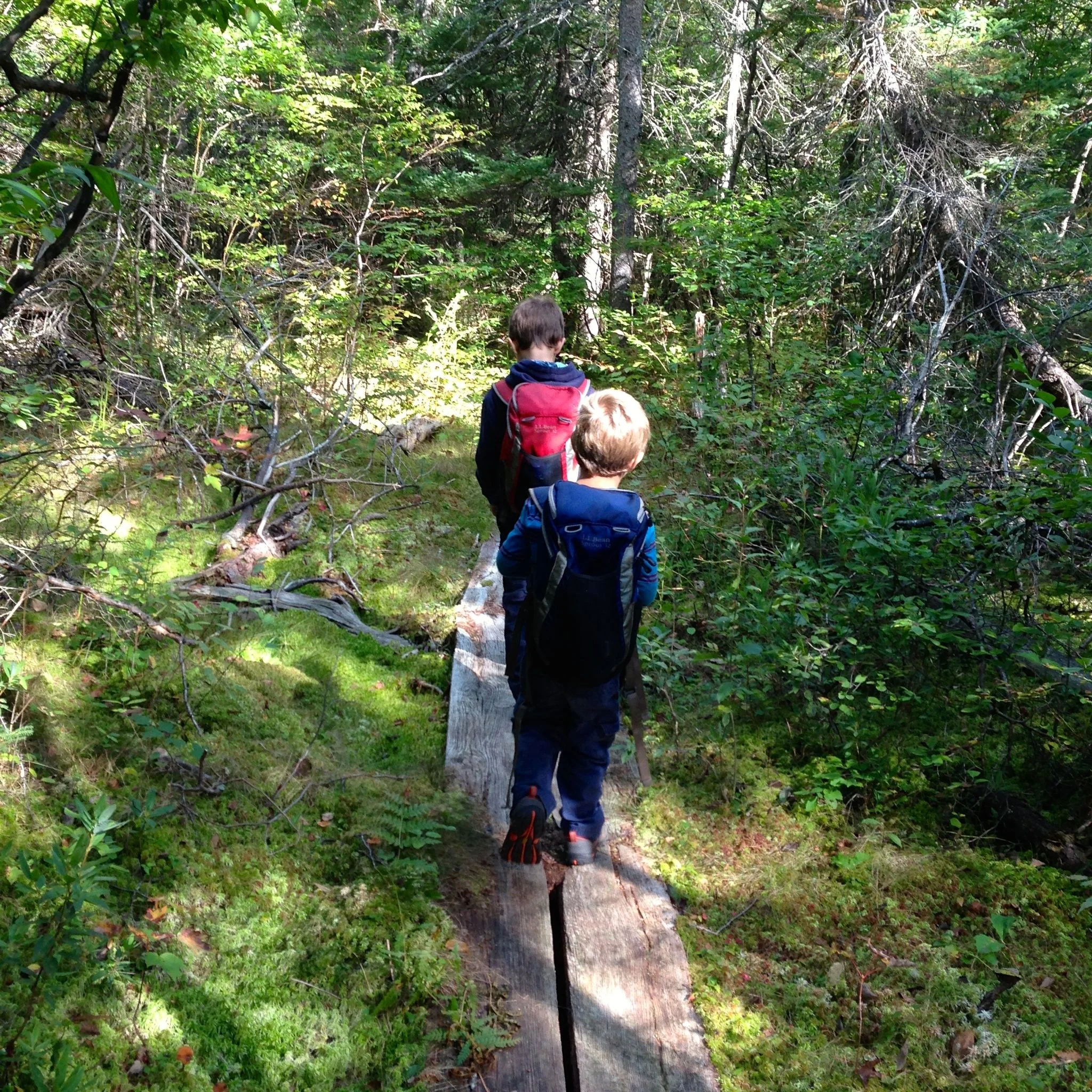 Into the Black Spruce Bog, a 10,000 year old kettle pond of melted glacier ice that has filled over time with undecayed plant matter to create a 40' deep sponge of peat.