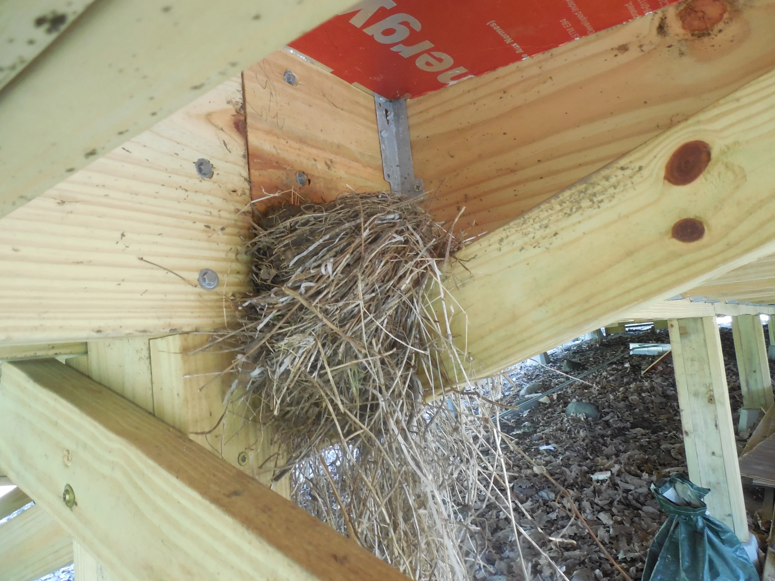 A robin's nest under the tent platform