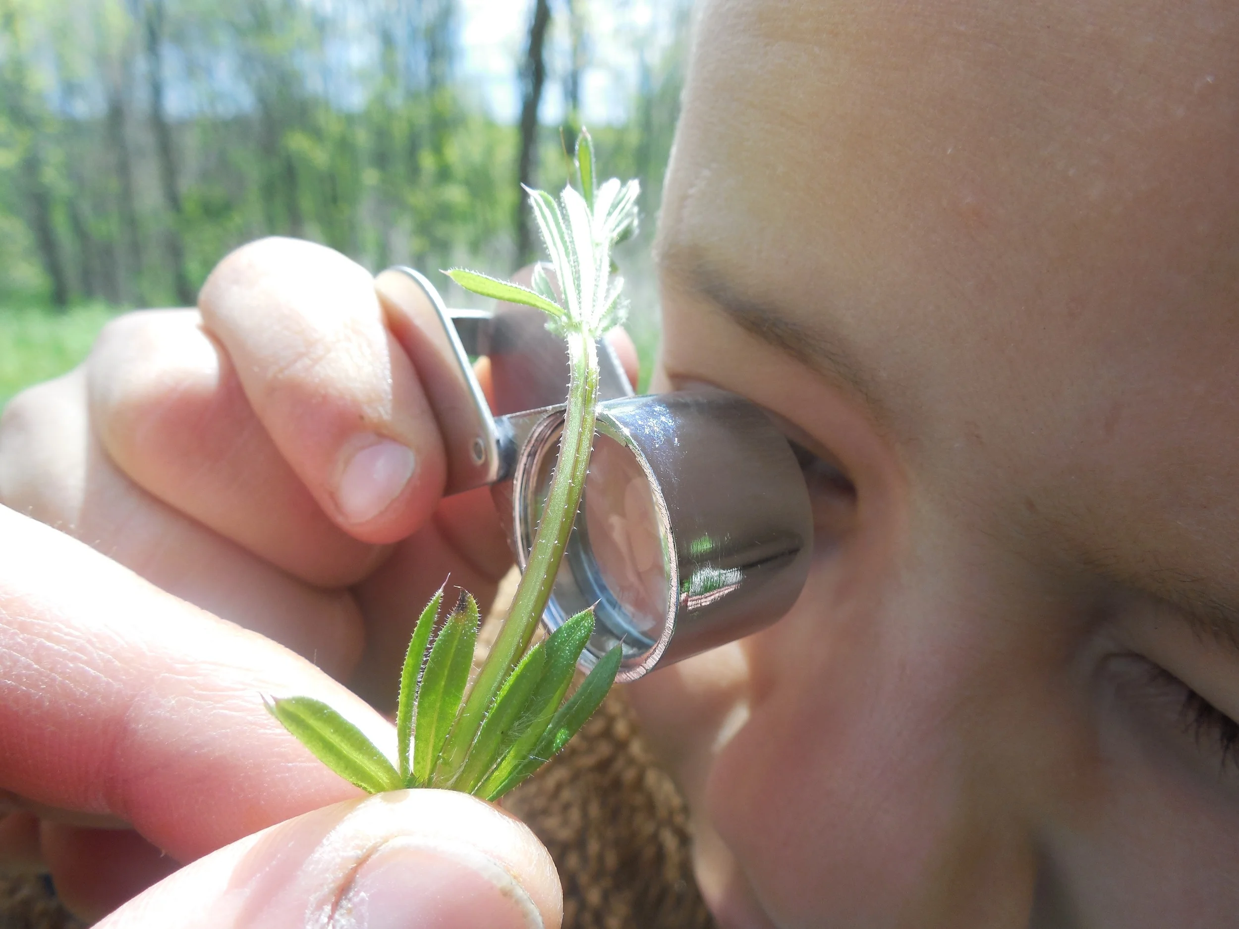 Of course we consider the plants wildlife, as well, and spring is a perfect time for closer investigation