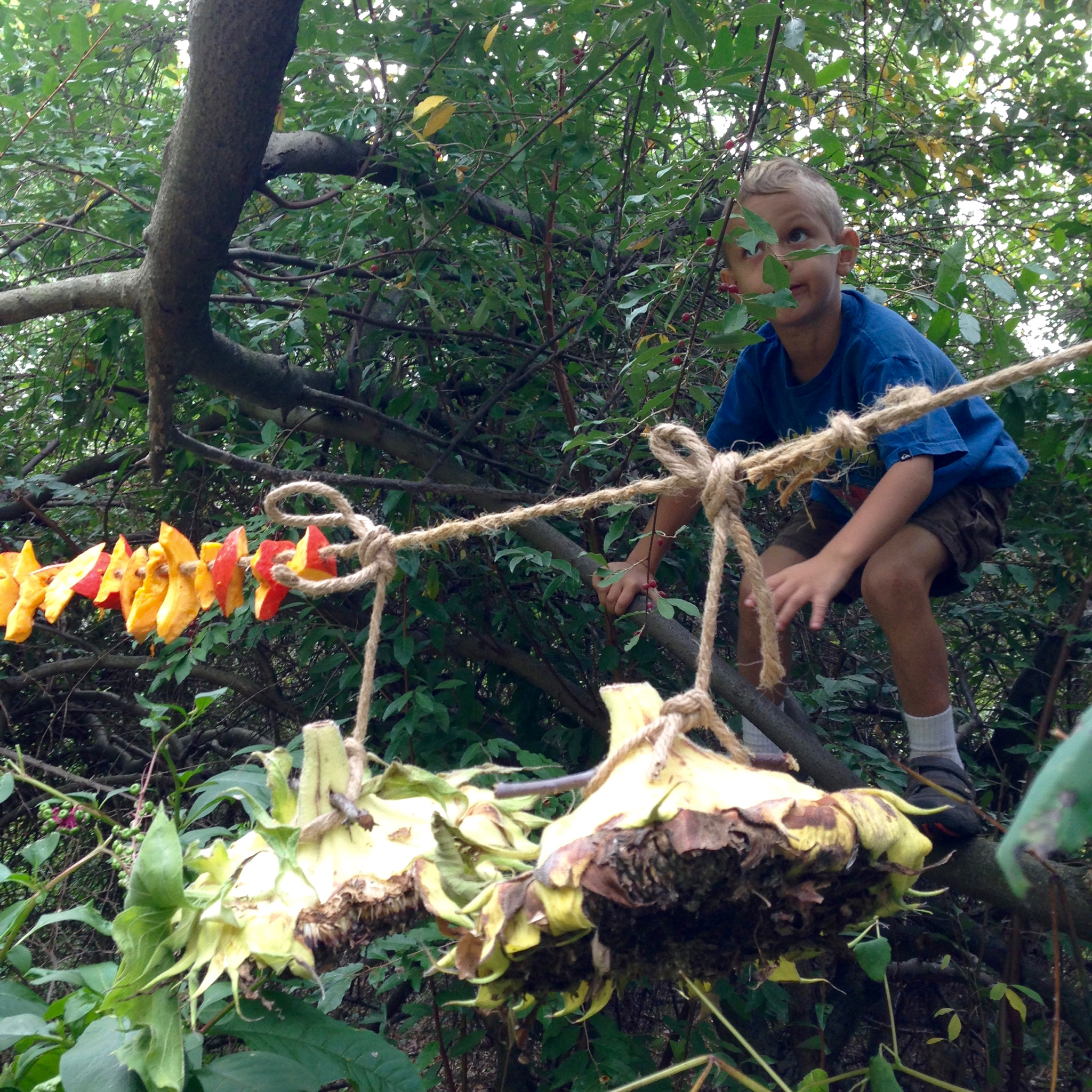 At the sunny Three Sisters Garden spot we hung the uchiki kuri to dry along with two sunflower-seed heads.