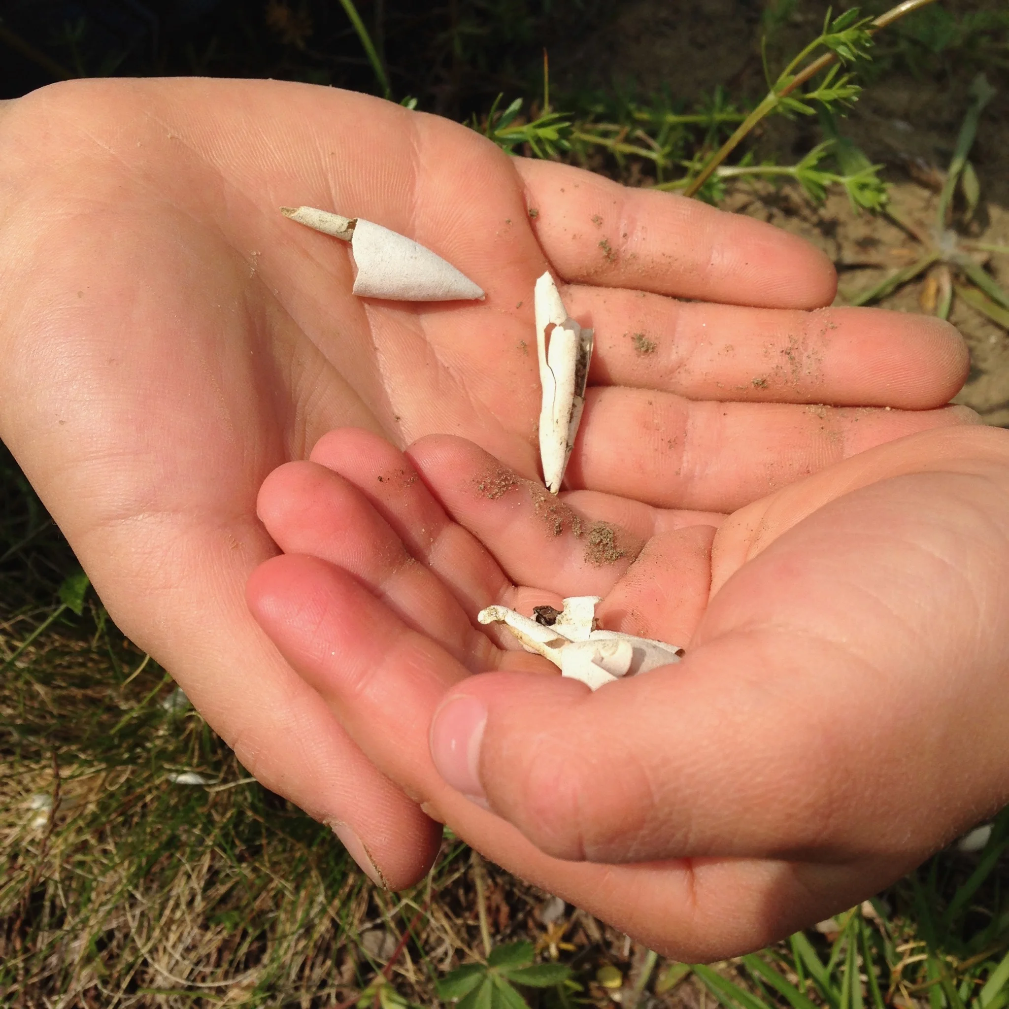 White Memorial field trip. Silas discovered a turtle egg nest that had been excavated by a predator.