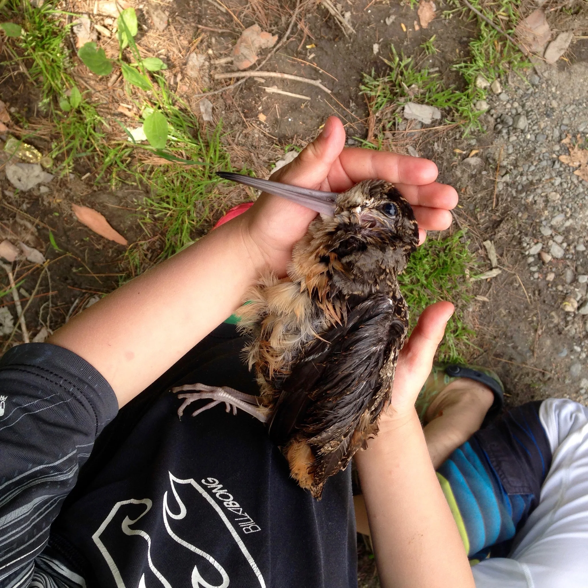 We discovered this dead woodcock floating on the water. S+Kprovided prayers and a shallow grave.