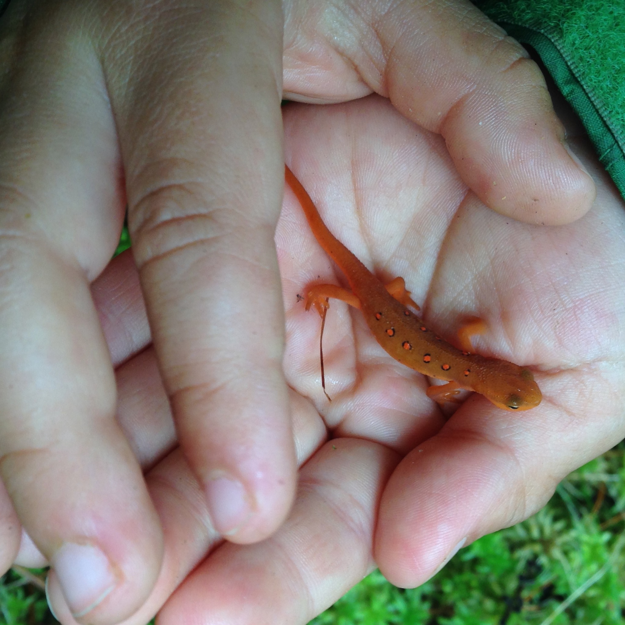 Red eft, the terrestrial juvenile stage of the Eastern newt. We must have seen 30 or 40 of these guys during our hike! At a pond, S+K found 6 of the olive colored aquatic adults.