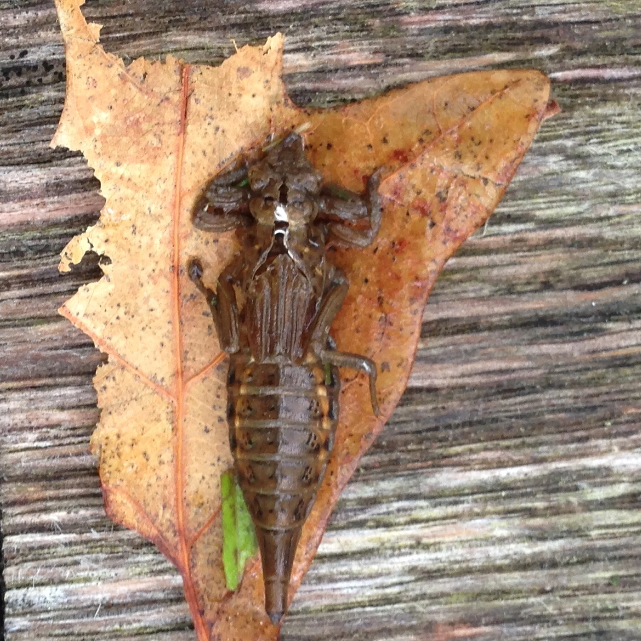 The molted skin of a damselfly nymph. S+K found many of these in the pond.