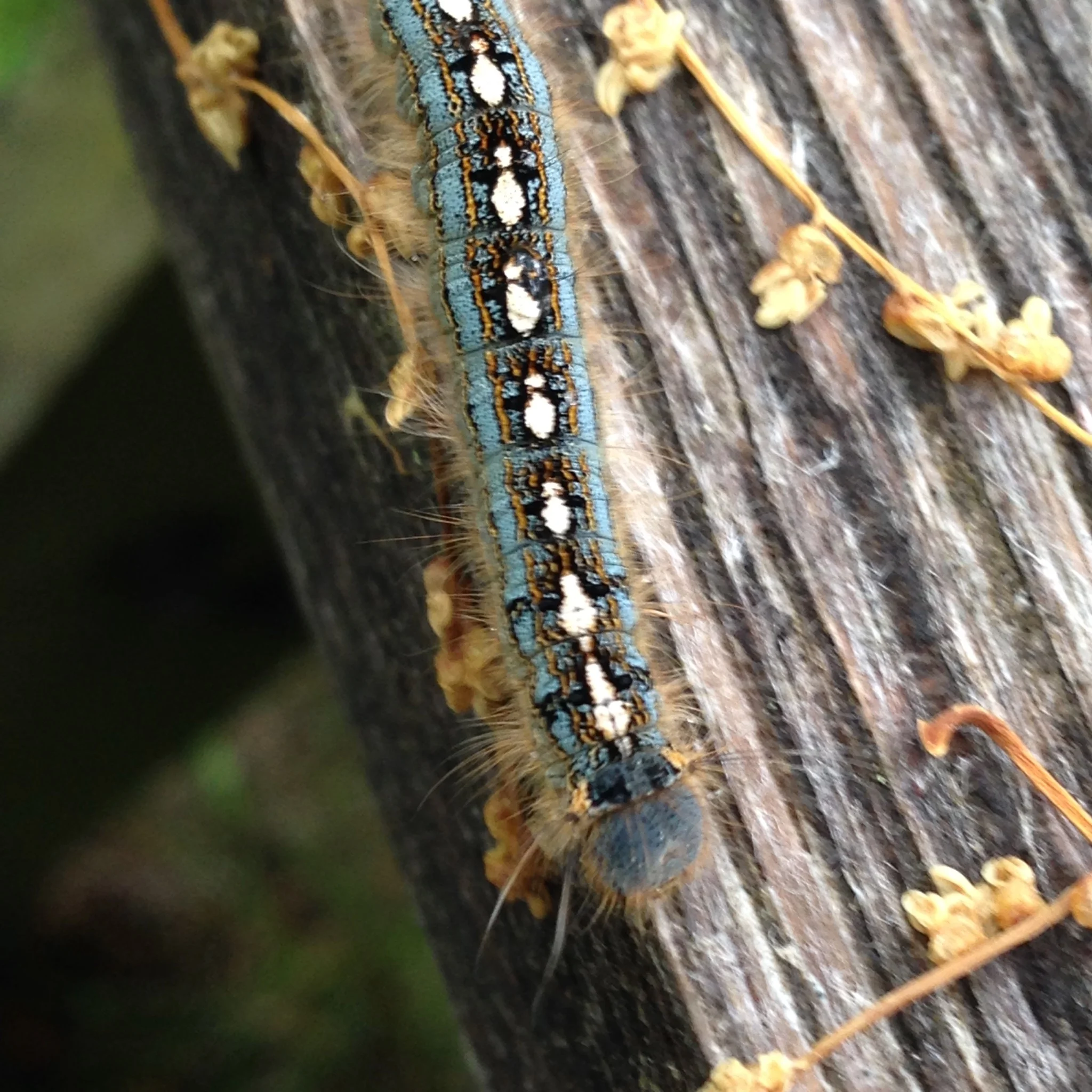 This forest caterpillar is nearly identical to the Eastern tent caterpillar, except that the white line is unbroken in the later. K picked up on the difference even though he found them separately.